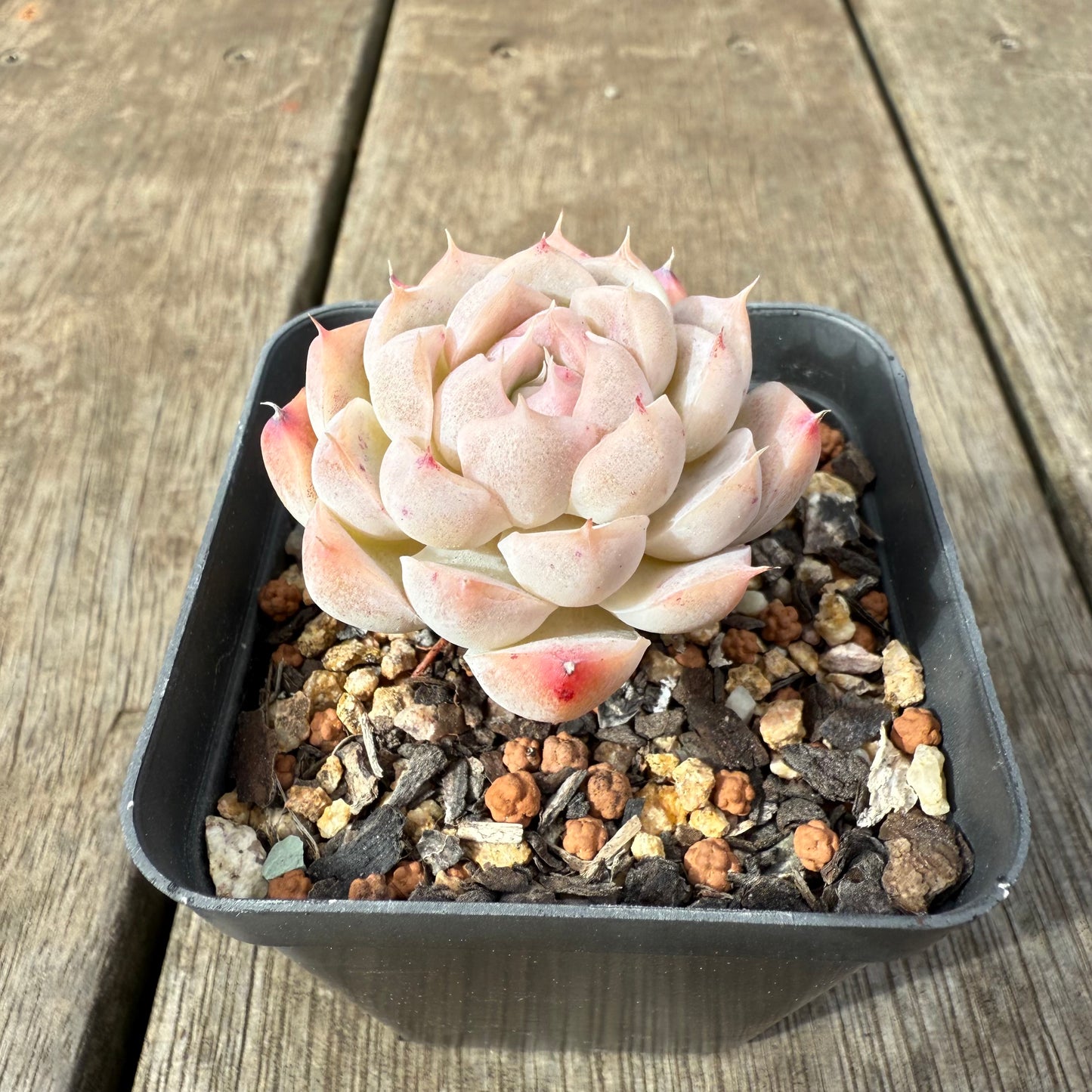 1609 Echeveria 'Peach Queen'