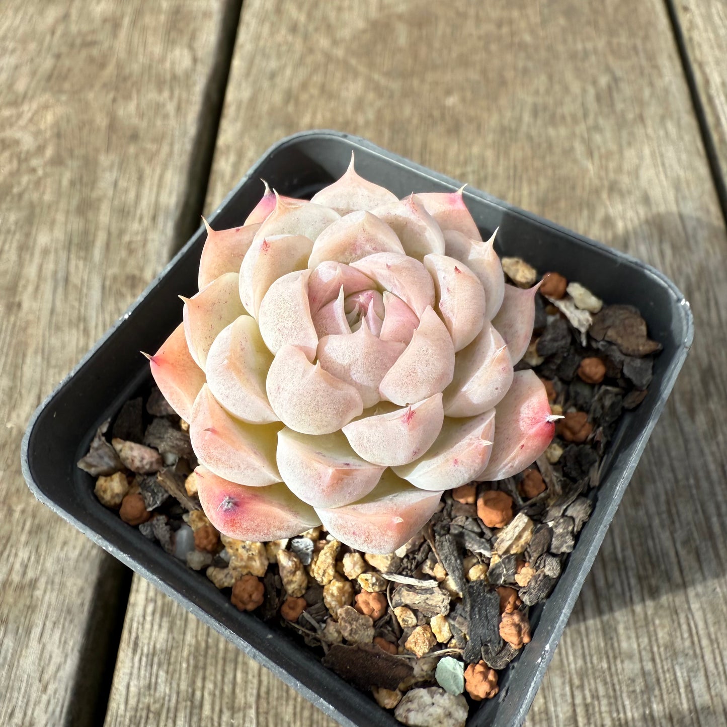 1609 Echeveria 'Peach Queen'