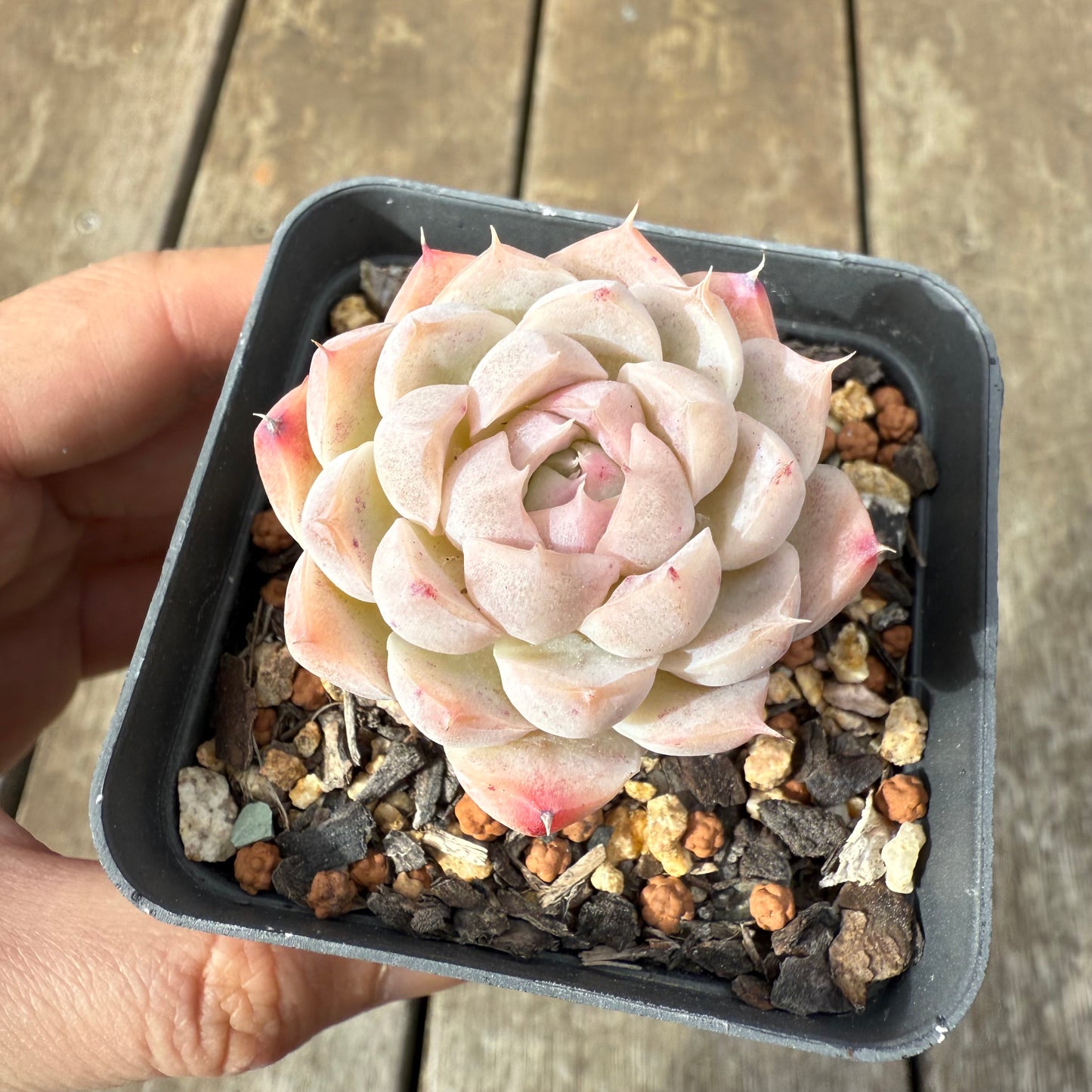 1609 Echeveria 'Peach Queen'