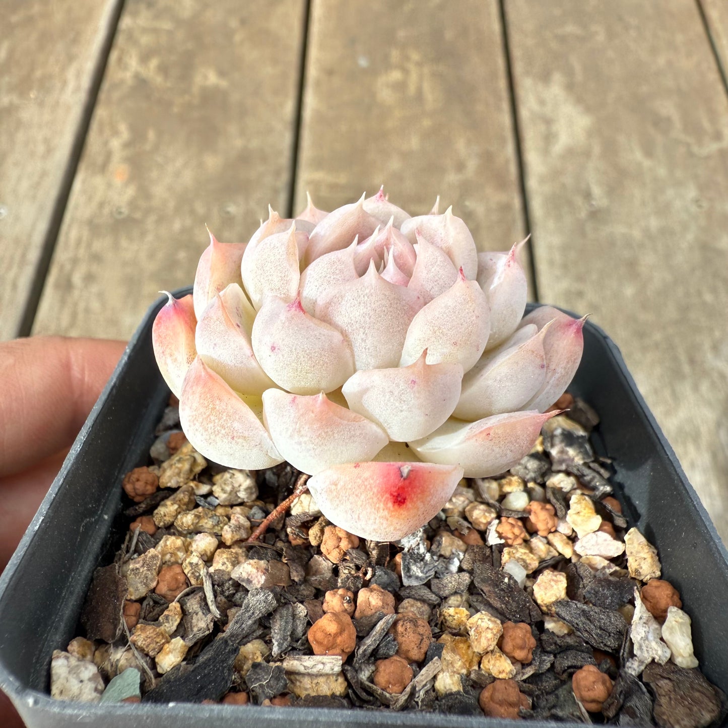 1609 Echeveria 'Peach Queen'