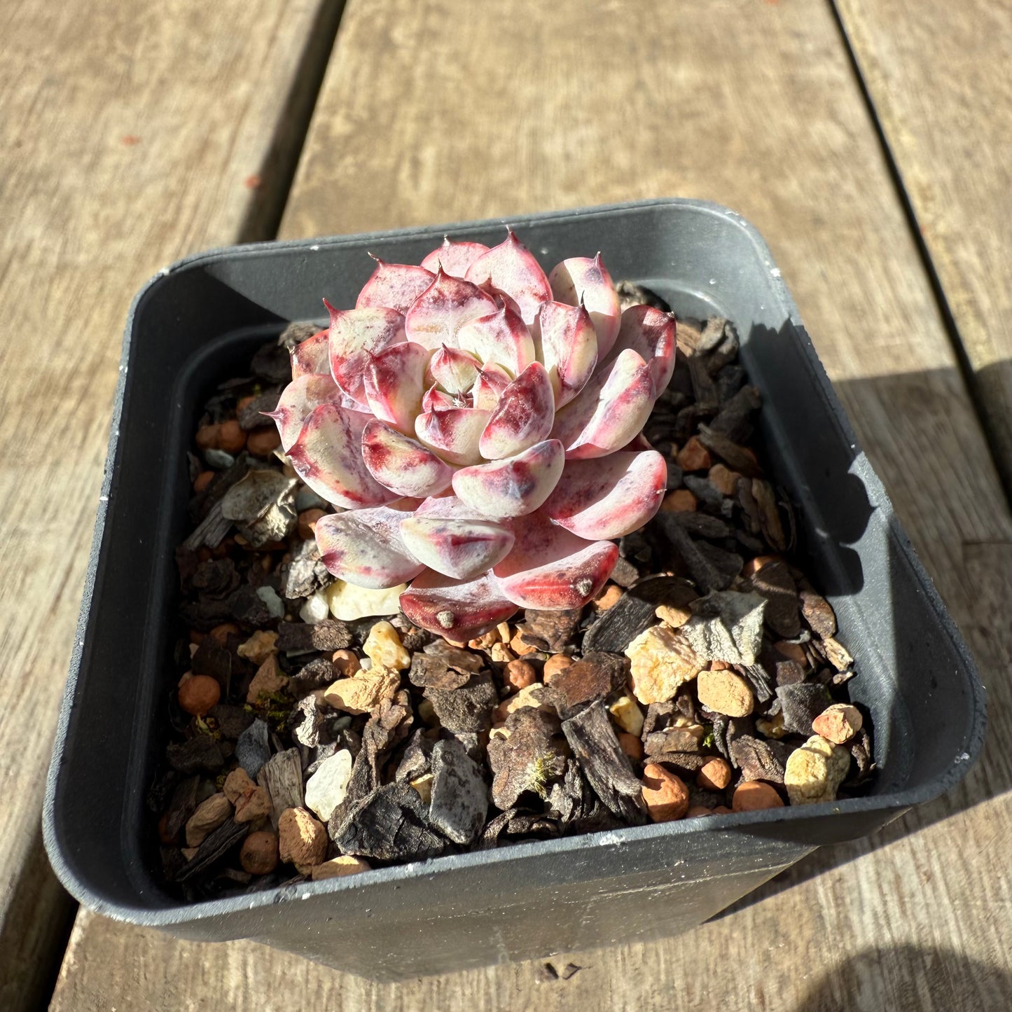 1609 Echeveria 'Yuki-hime'