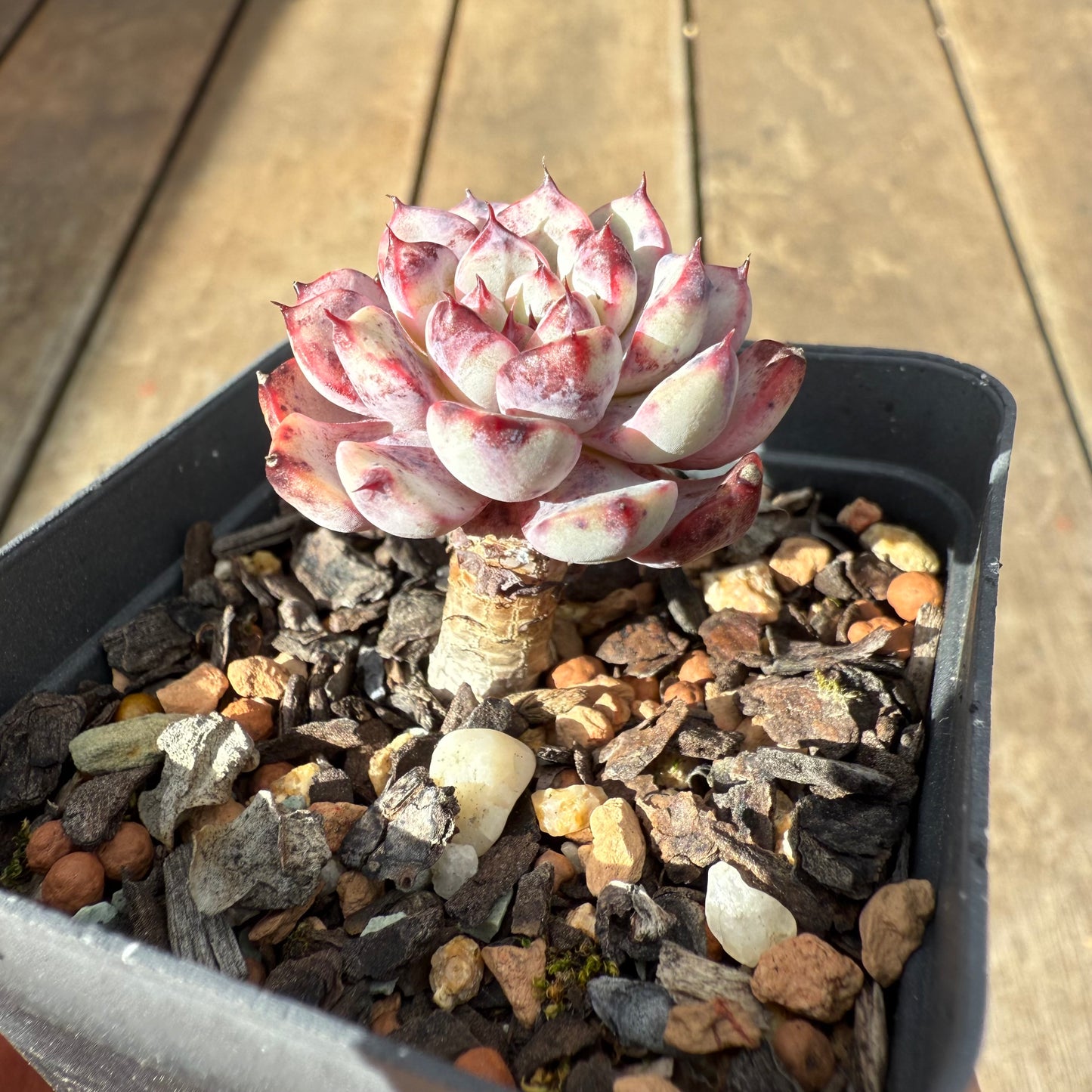 1609 Echeveria 'Yuki-hime'
