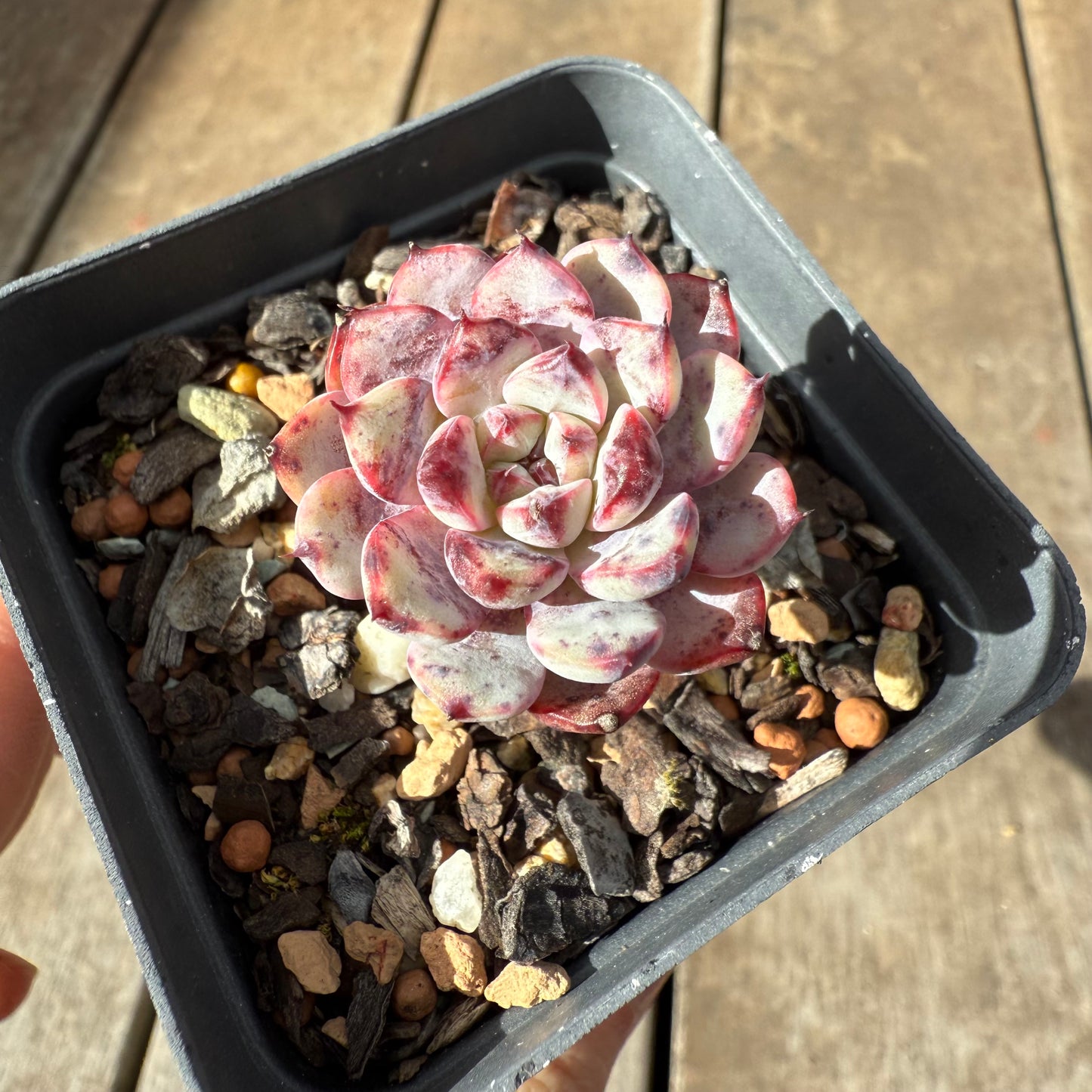 1609 Echeveria 'Yuki-hime'