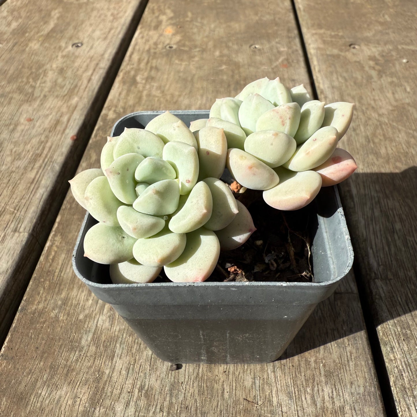 1609 Graptoveria White Horse