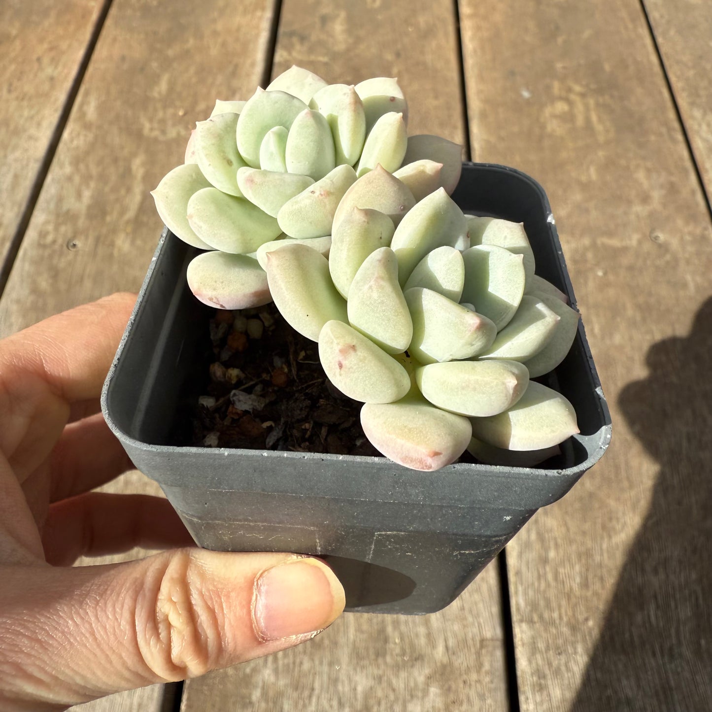 1609 Graptoveria White Horse