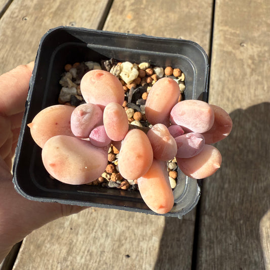 1609 Pachyphytum Apple / Pink Tips