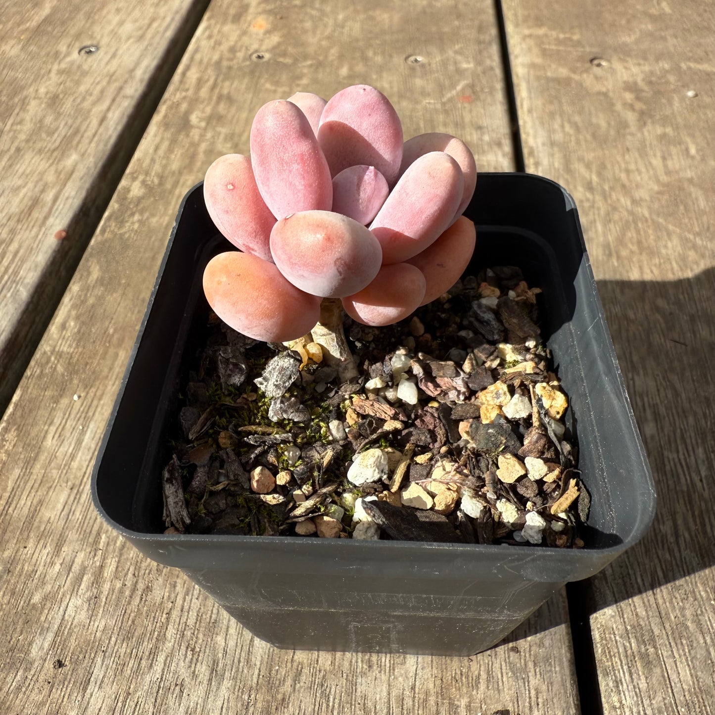 1609 Pachyphytum Orange Snowball