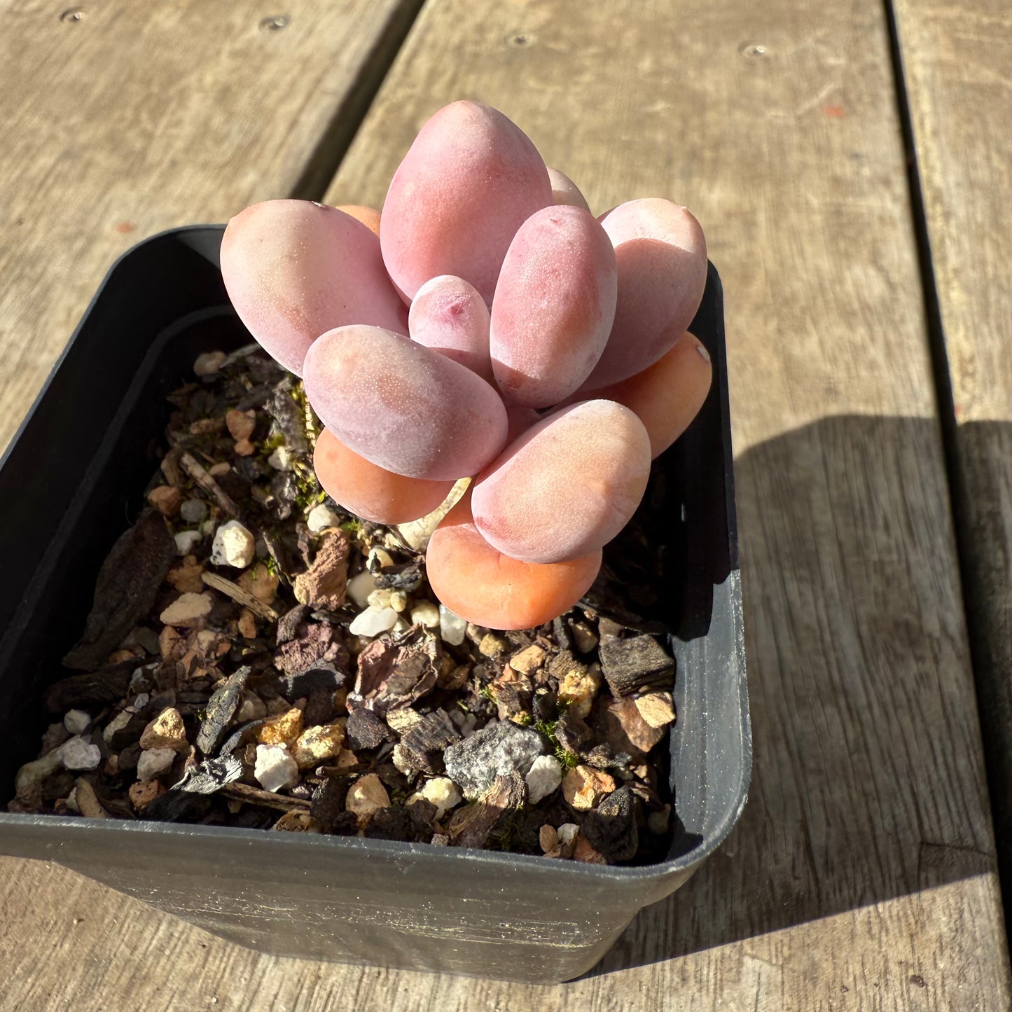1609 Pachyphytum Orange Snowball