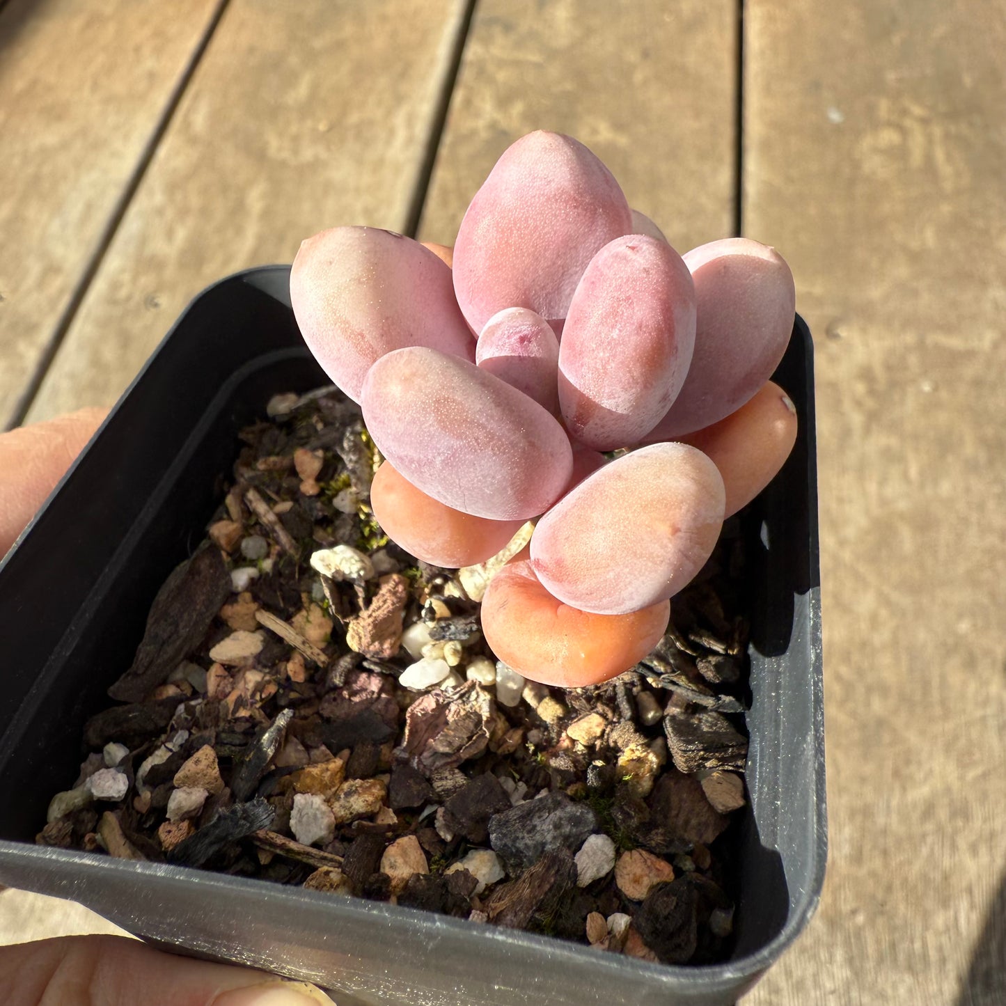 1609 Pachyphytum Orange Snowball
