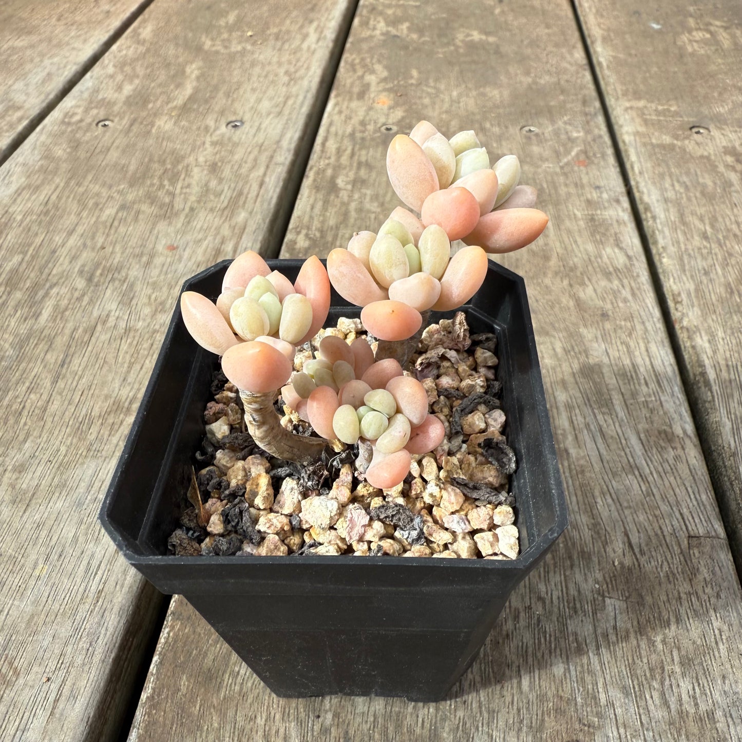 1609 Sedum Clavatum R. T. Clausen x Lavender Pebbles