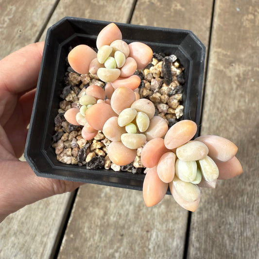 1609 Sedum Clavatum R. T. Clausen x Lavender Pebbles