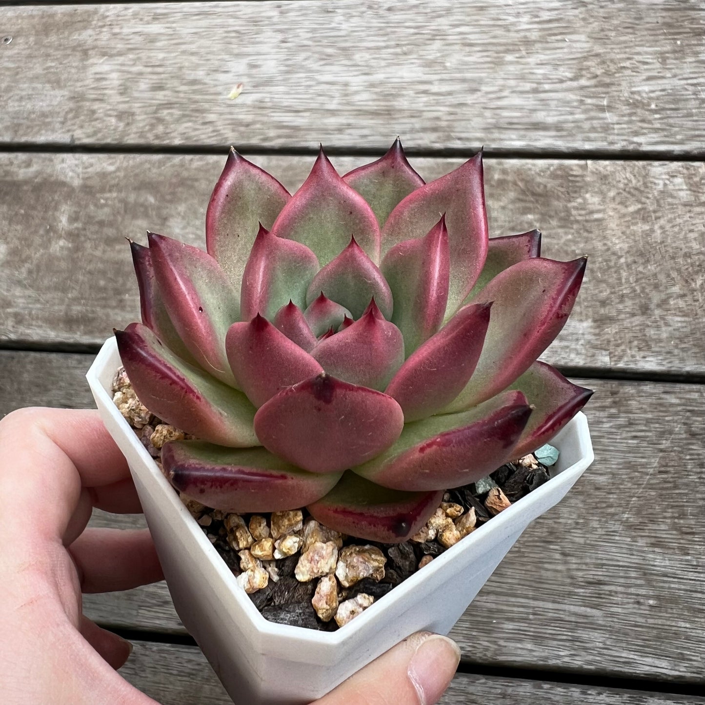 1702 Echeveria Agavoides Honey Pink
