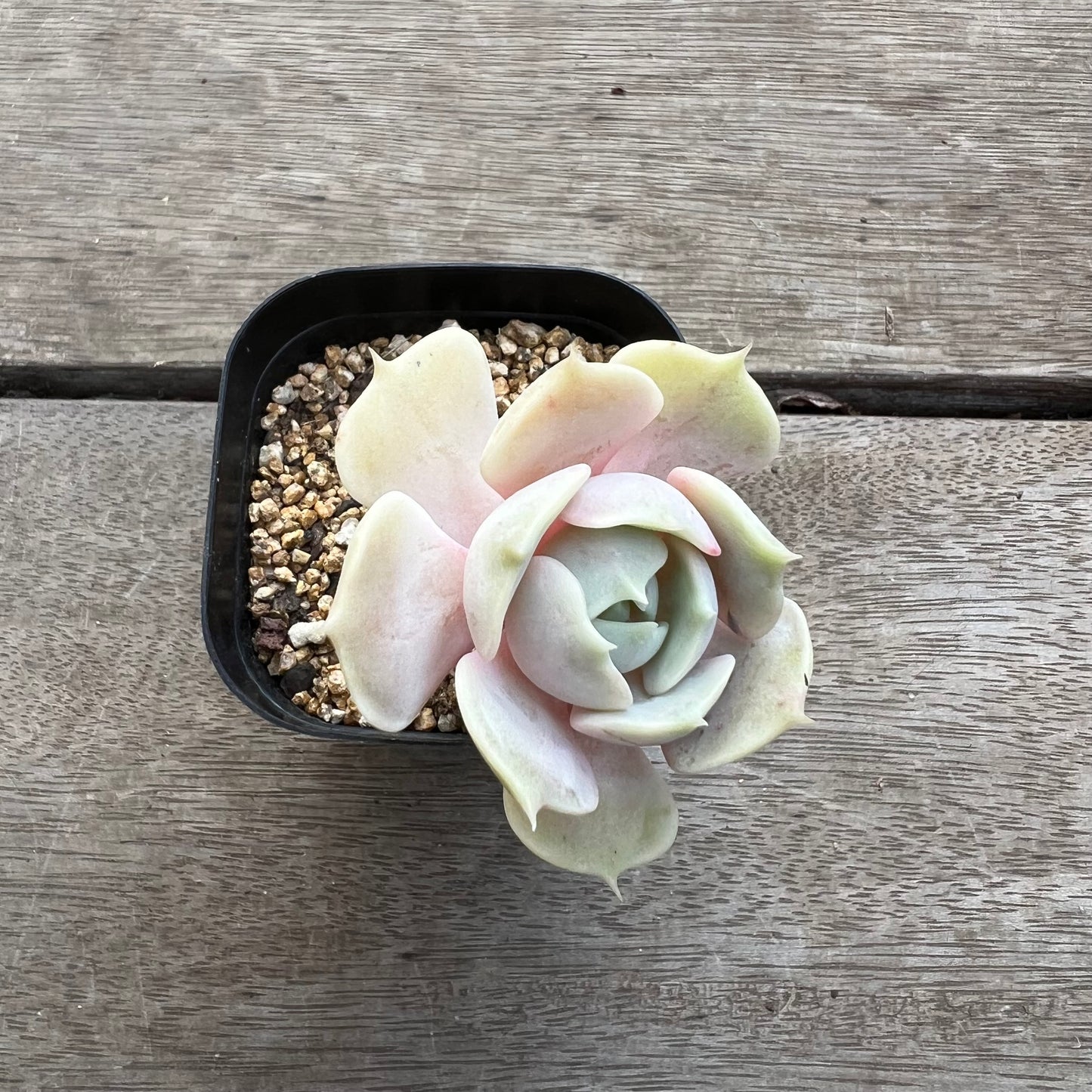 1702 Echeveria Lola