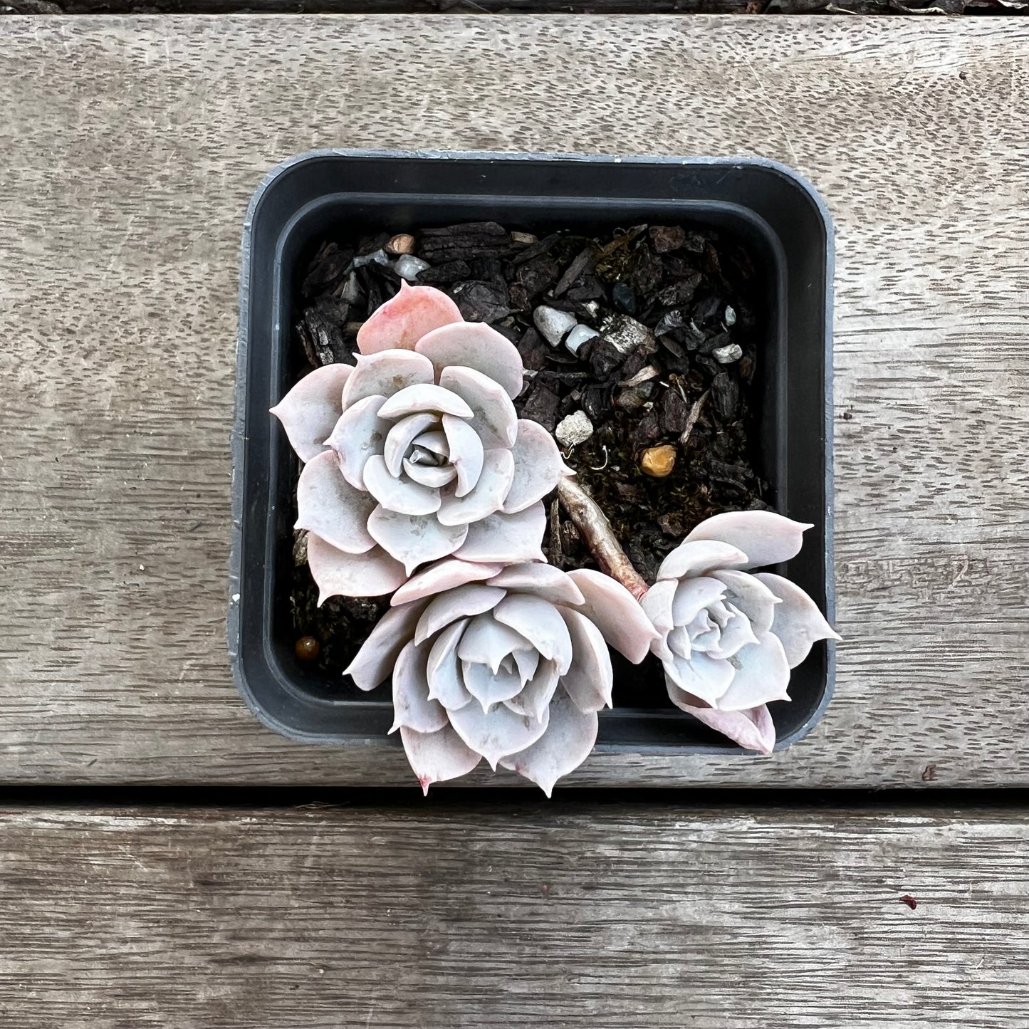 1702 Echeveria Subsessilis