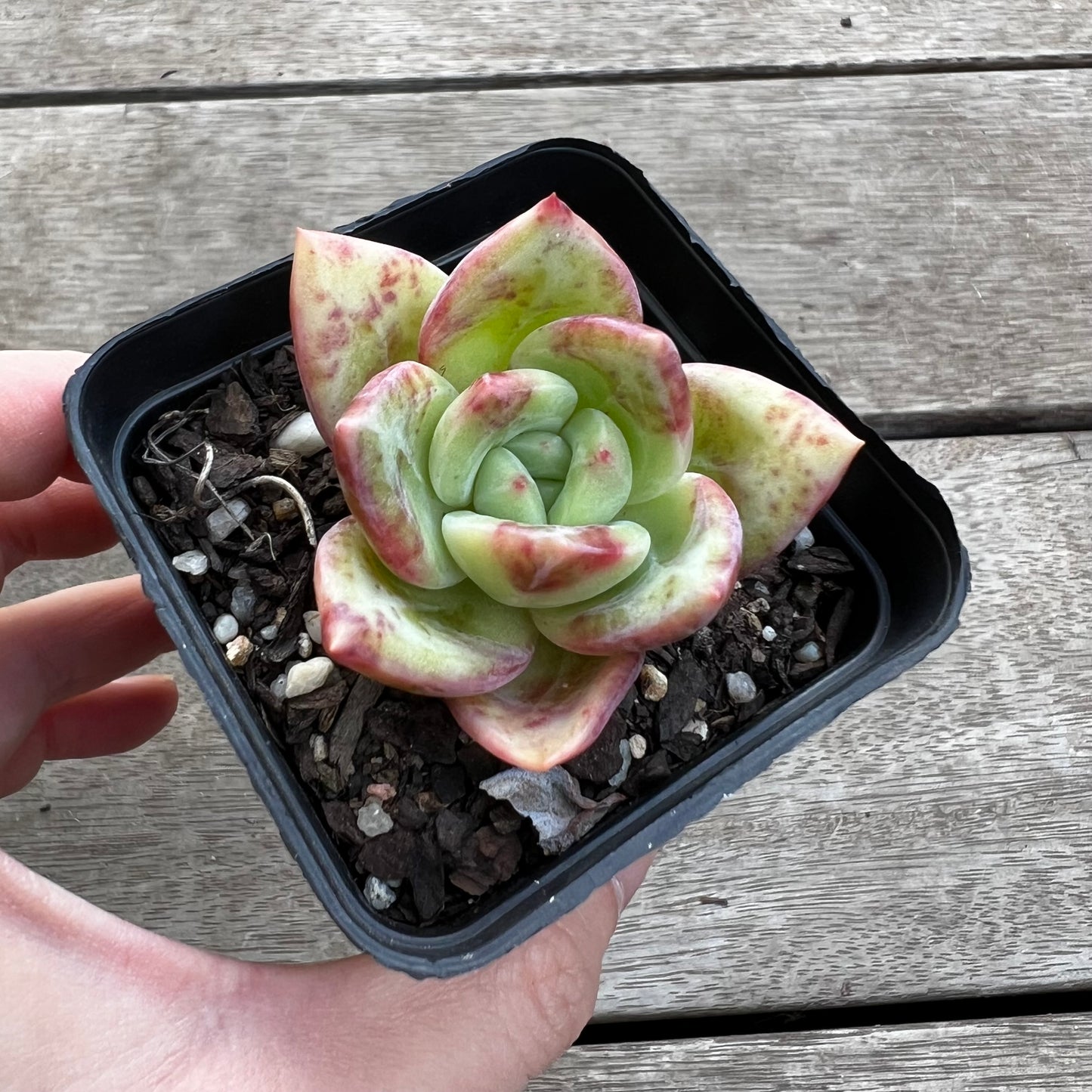 1702 Echeveria Salmon