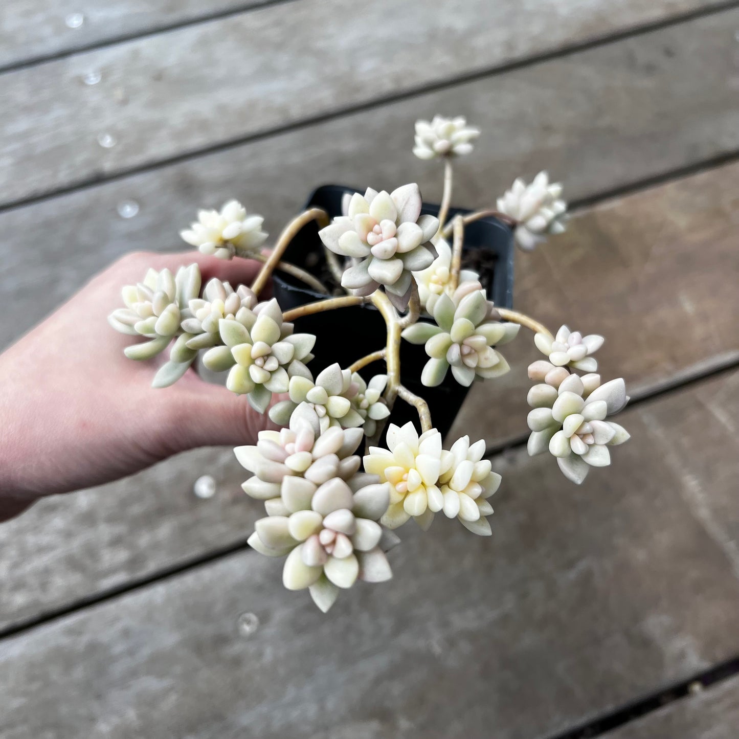 1702 Graptopetalum Mirinae Variegated