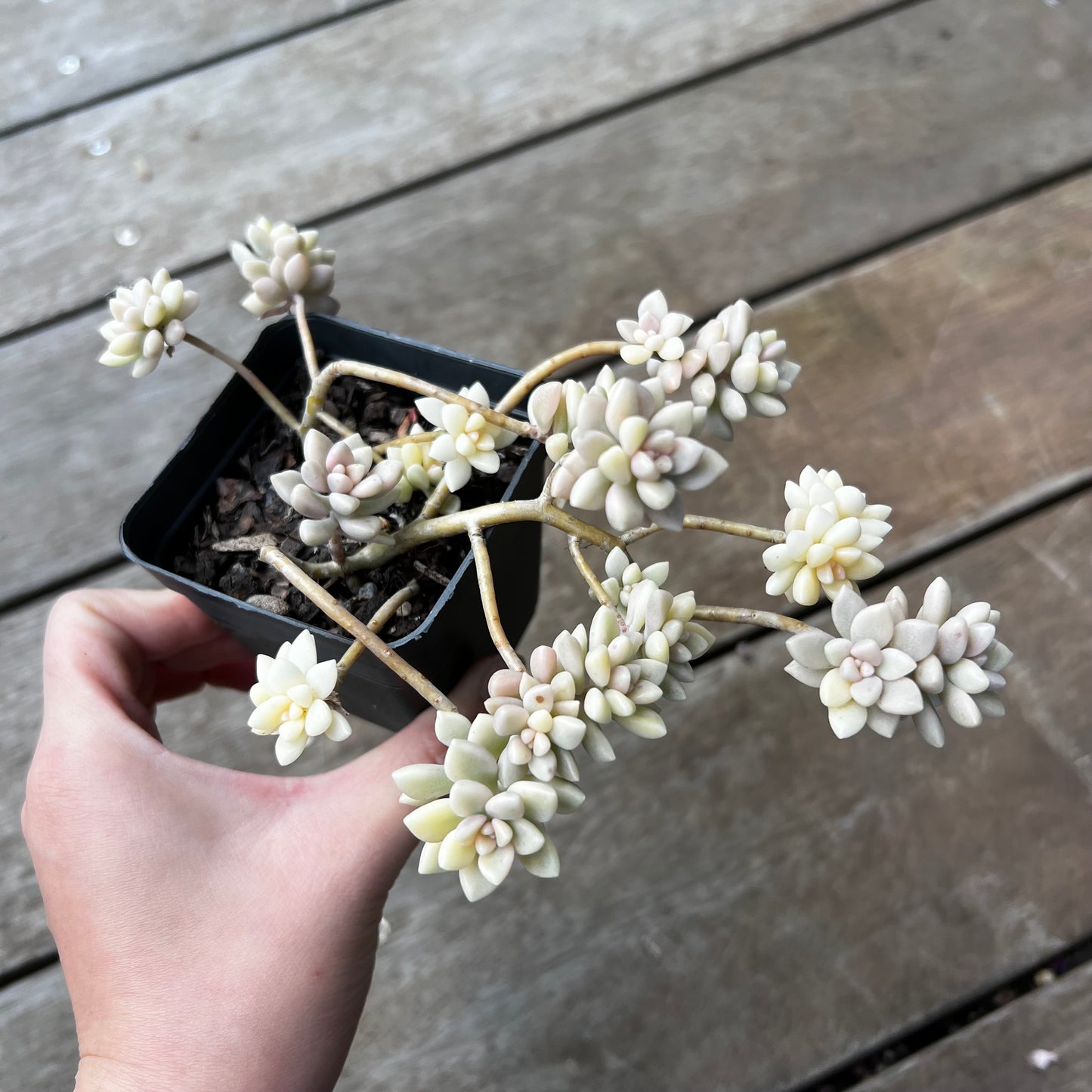 1702 Graptopetalum Mirinae Variegated