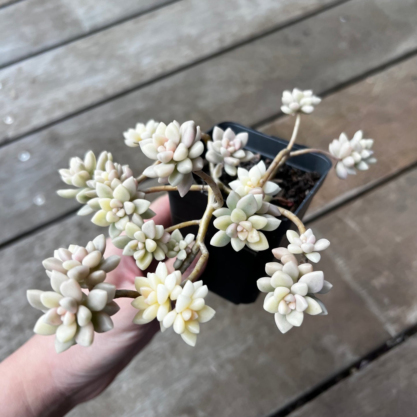 1702 Graptopetalum Mirinae Variegated
