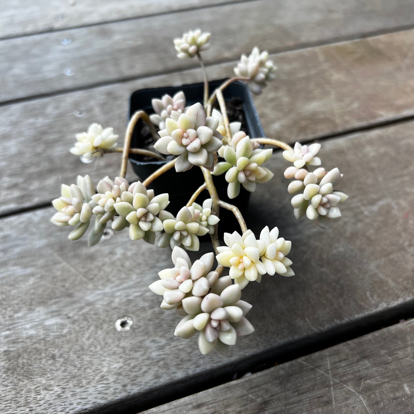 1702 Graptopetalum Mirinae Variegated