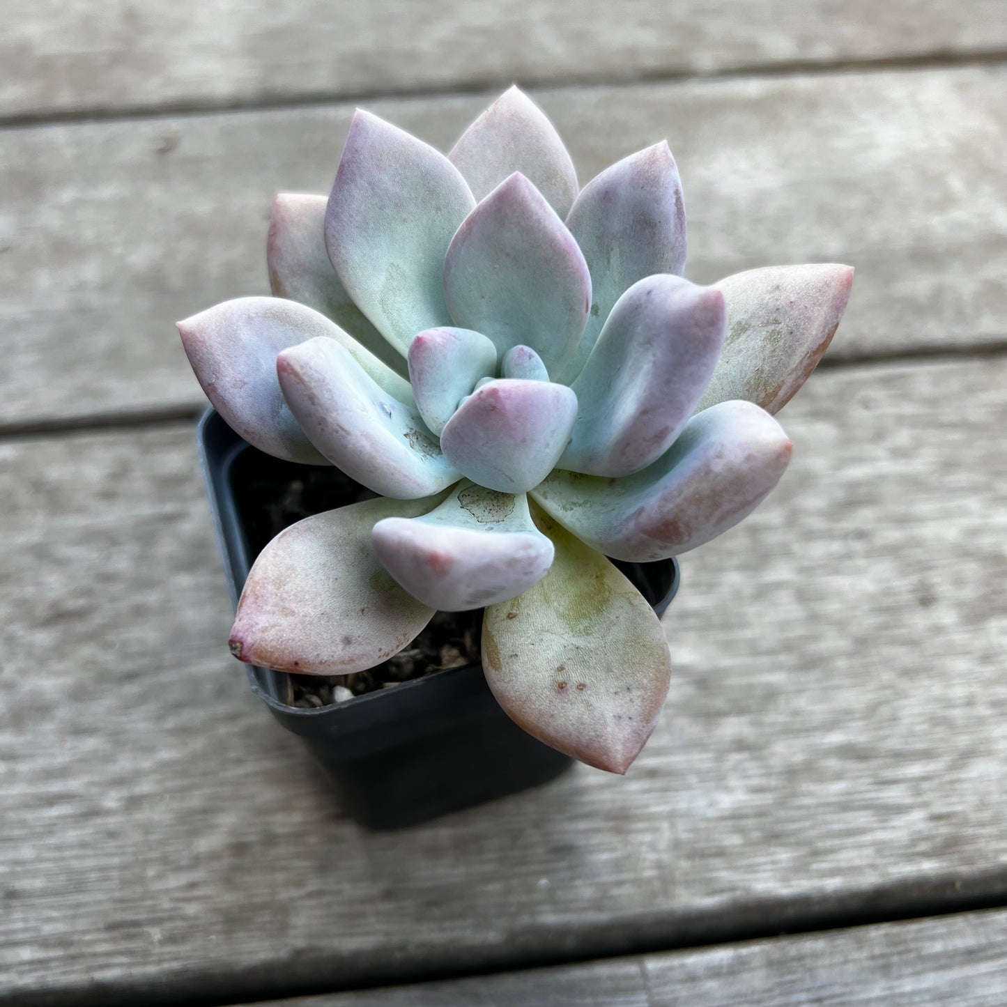 1702 Graptoveria Opalina