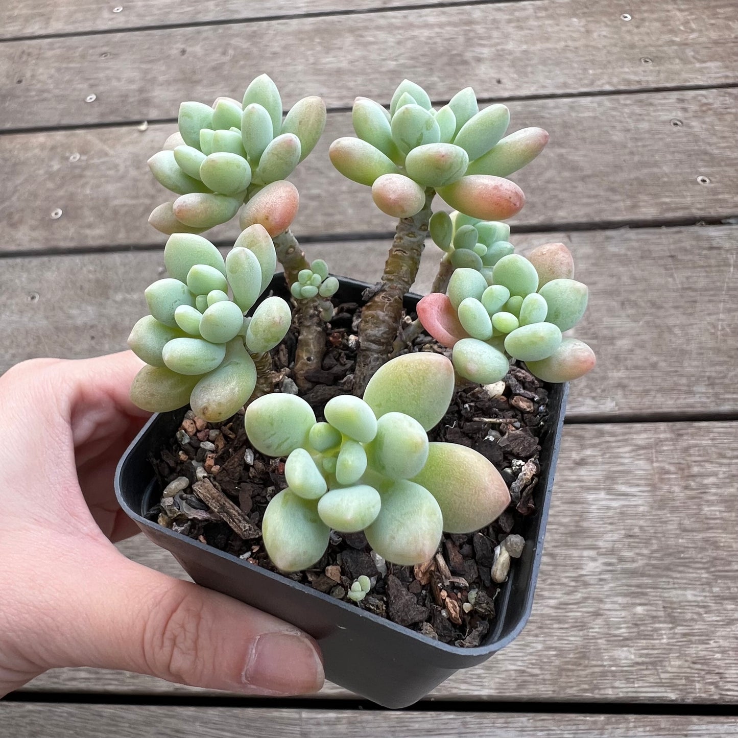 1702 Pachyveria Rococo