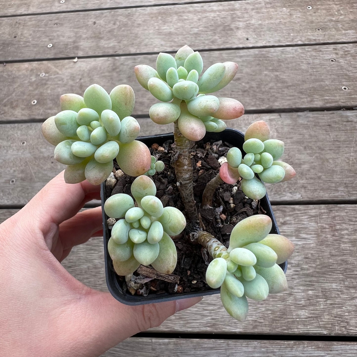 1702 Pachyveria Rococo