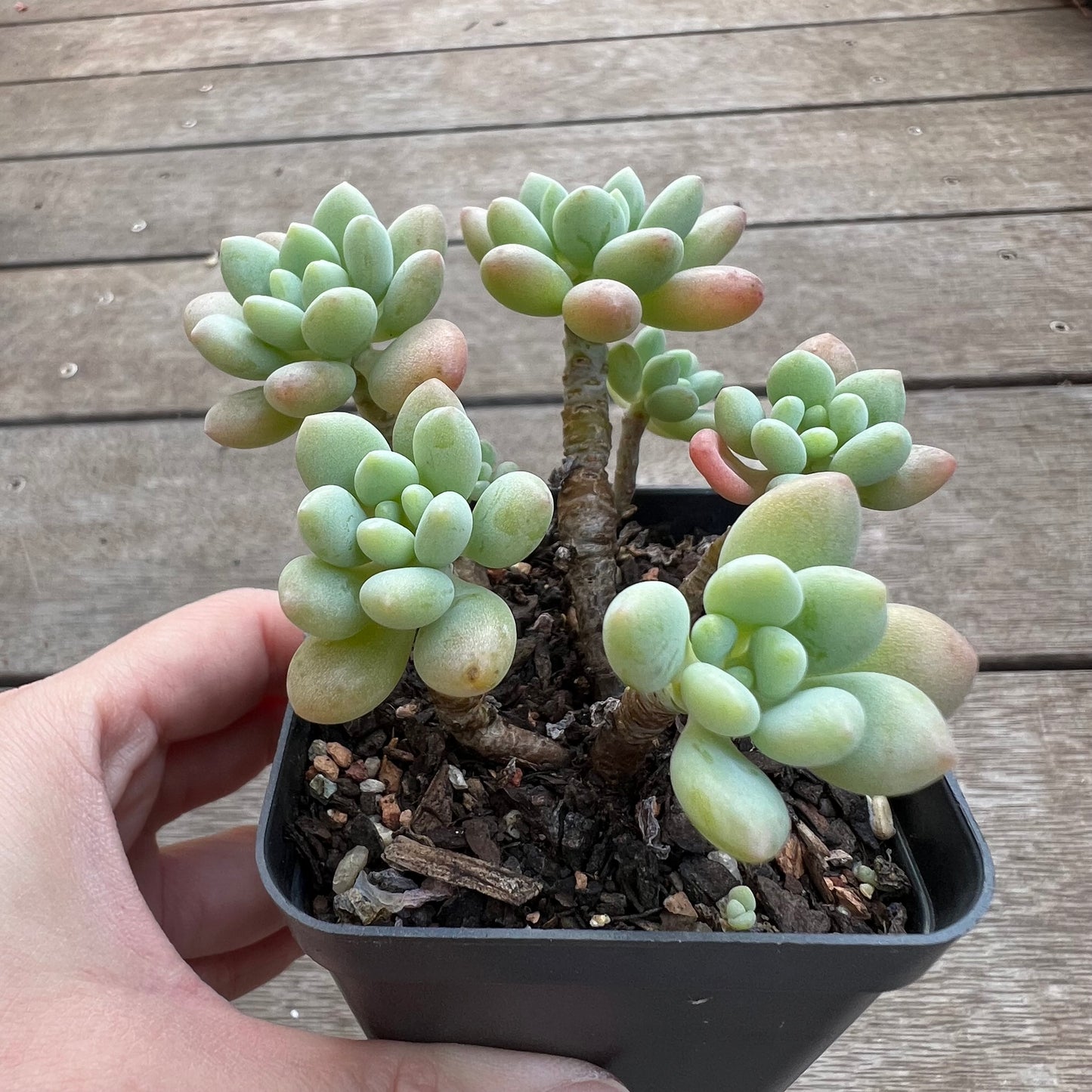 1702 Pachyveria Rococo