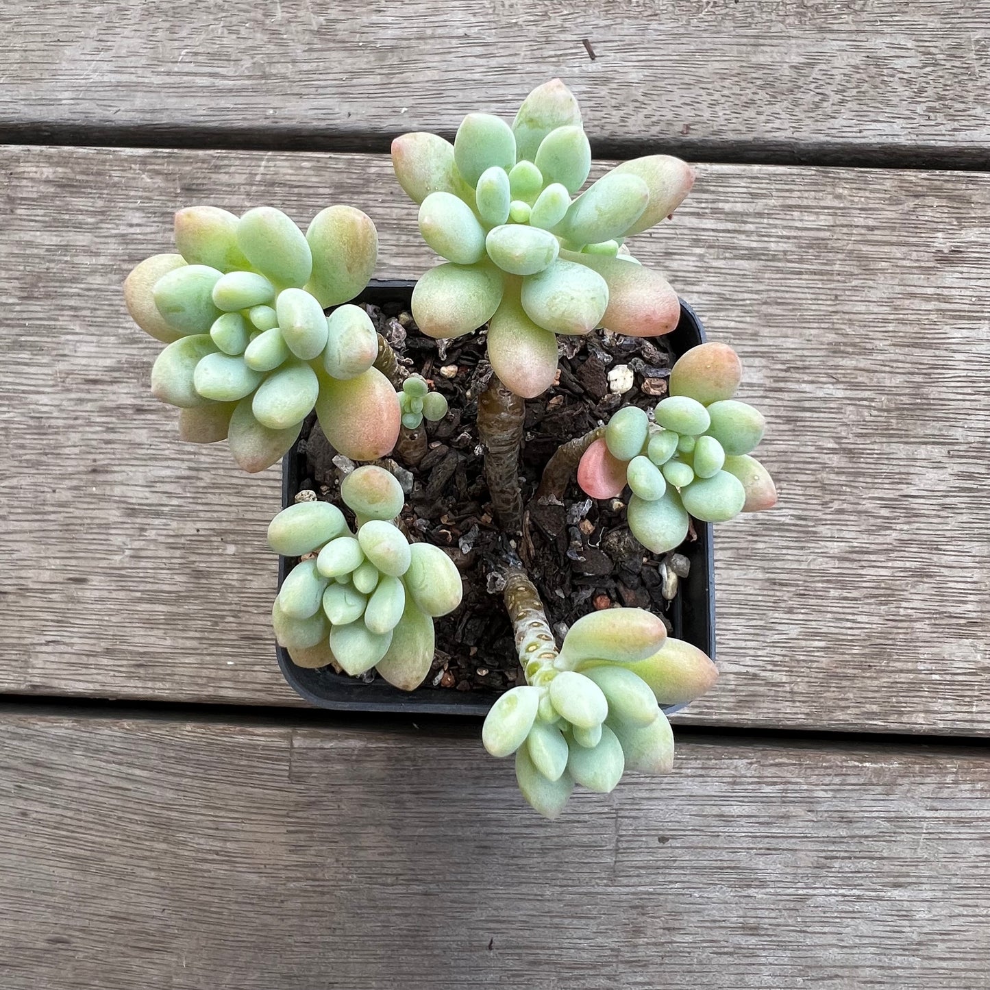 1702 Pachyveria Rococo