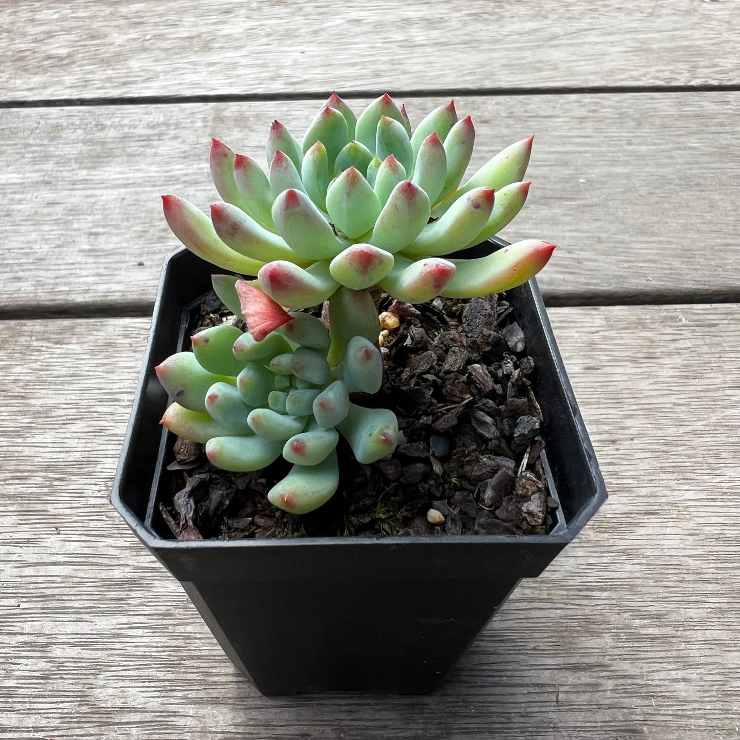 1702 Sedeveria Blue Elf