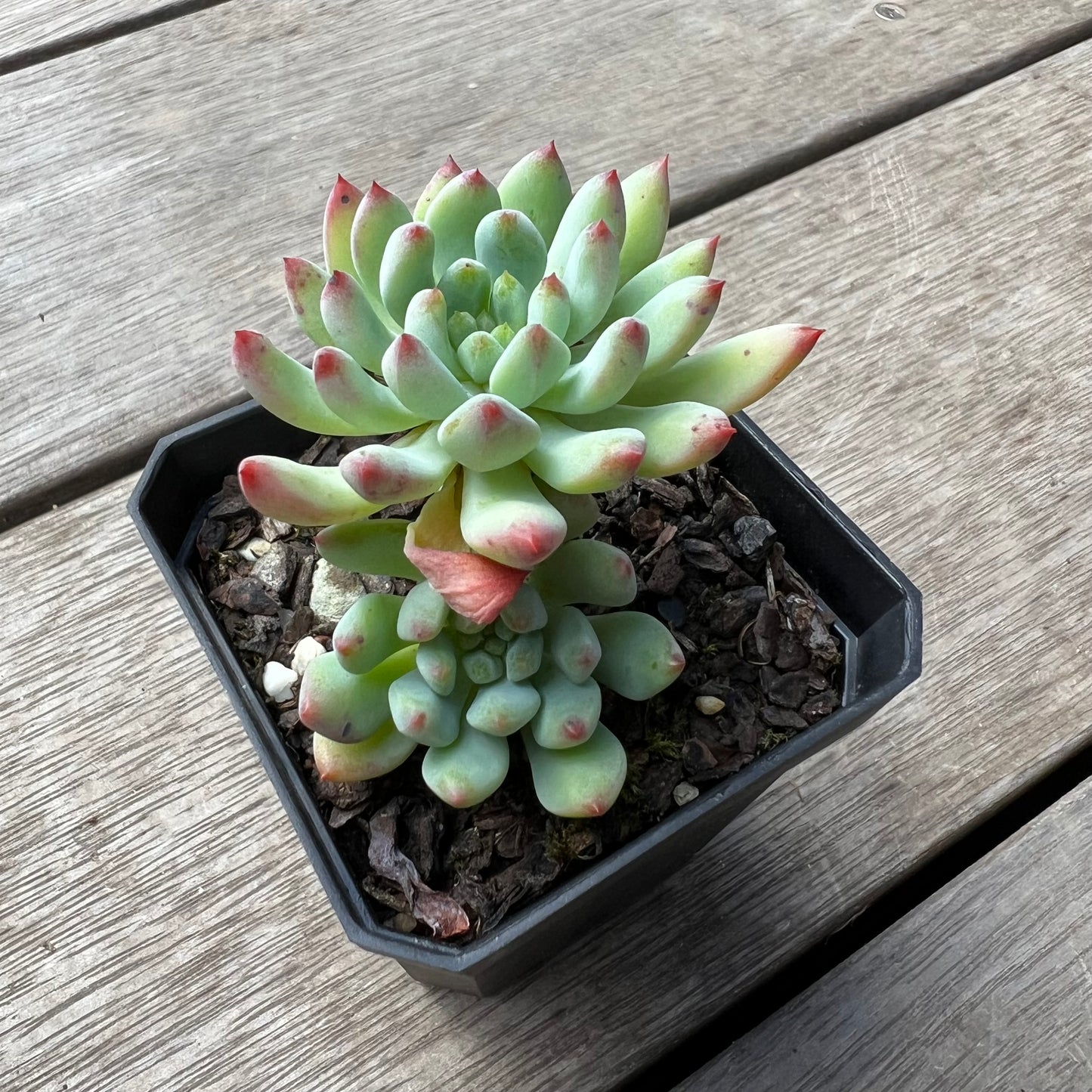 1702 Sedeveria Blue Elf