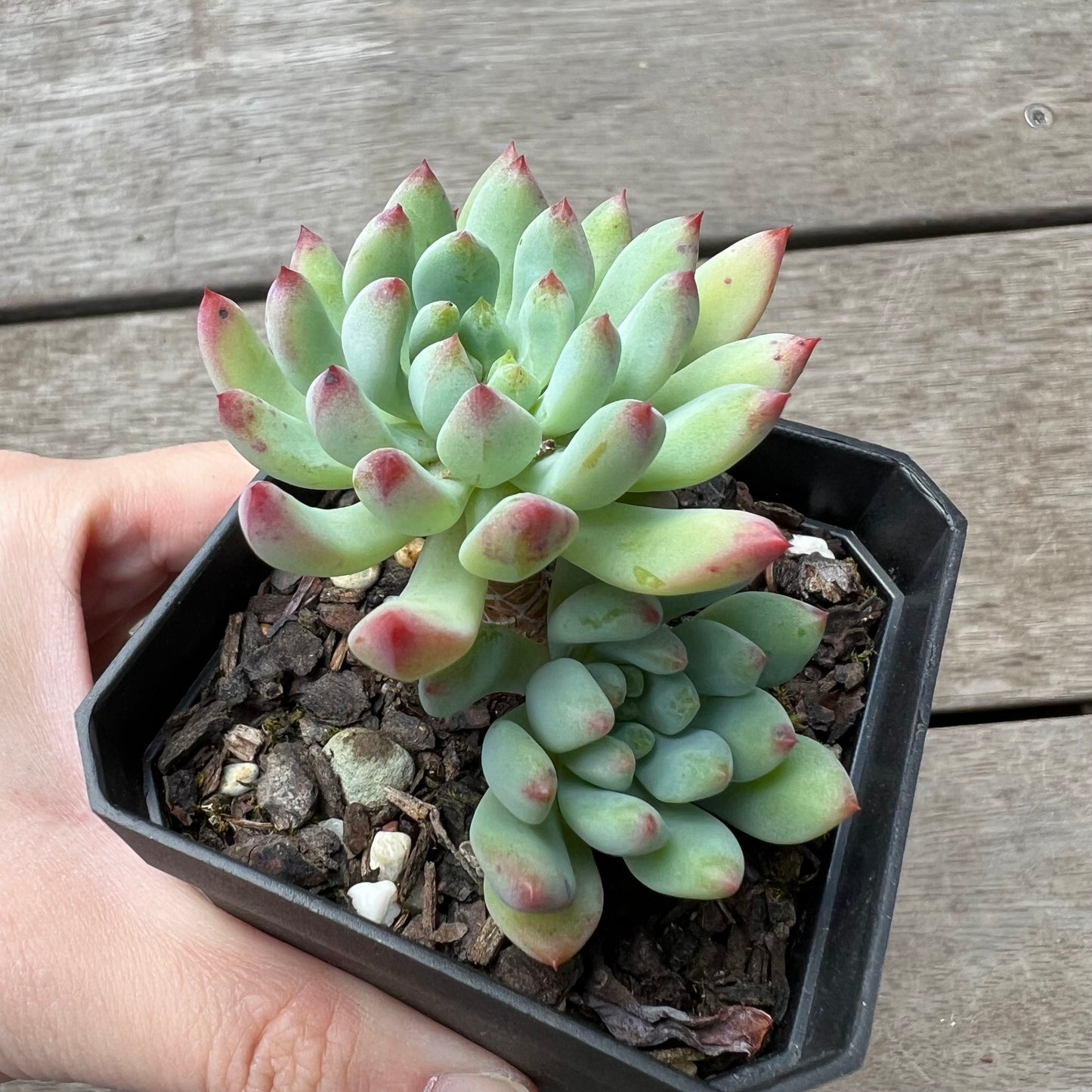 1702 Sedeveria Blue Elf