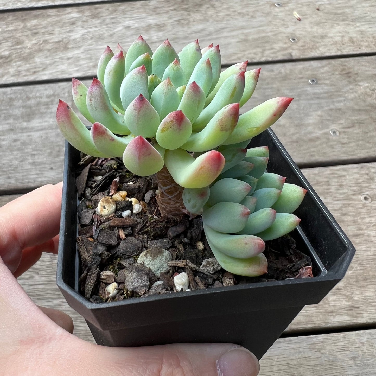 1702 Sedeveria Blue Elf