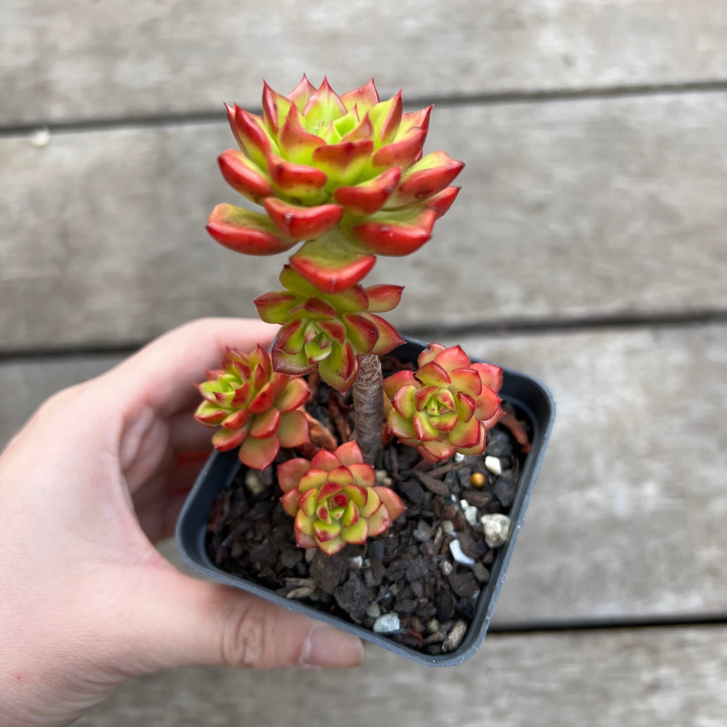 1702 Sedeveria Letizia