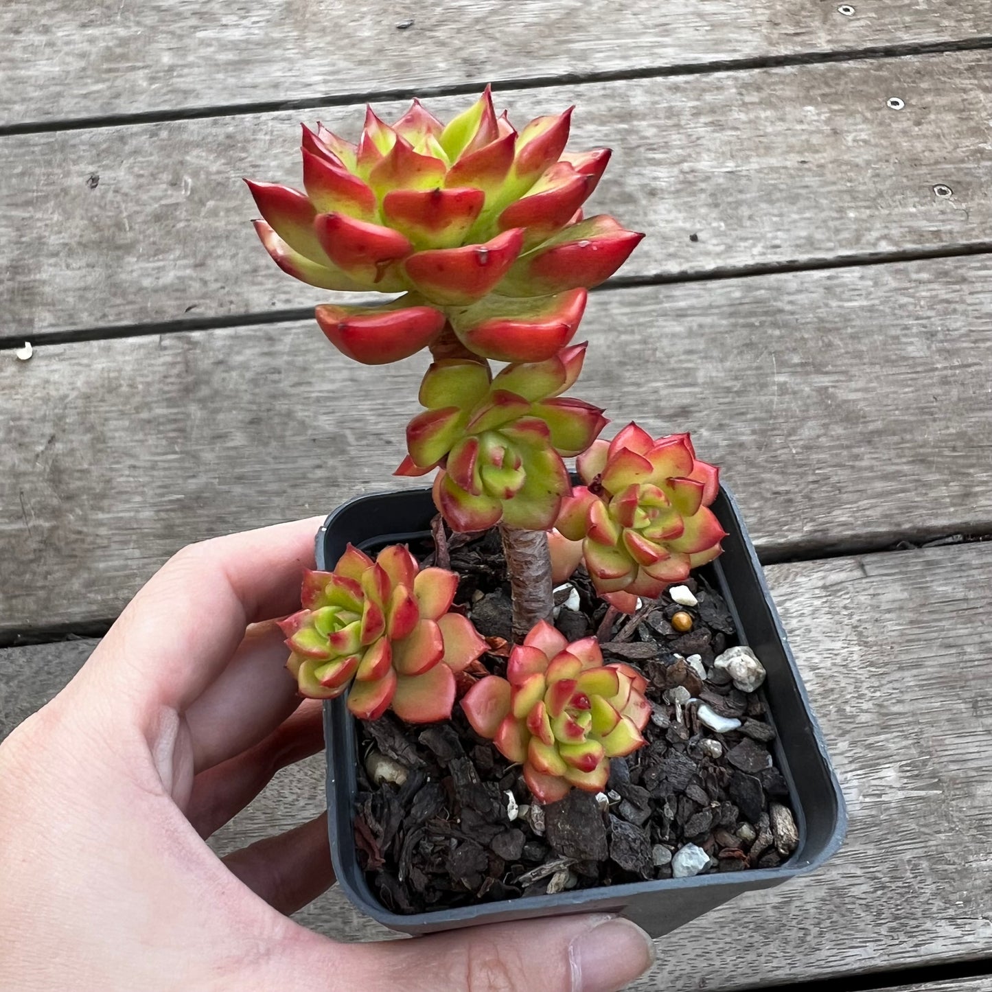 1702 Sedeveria Letizia