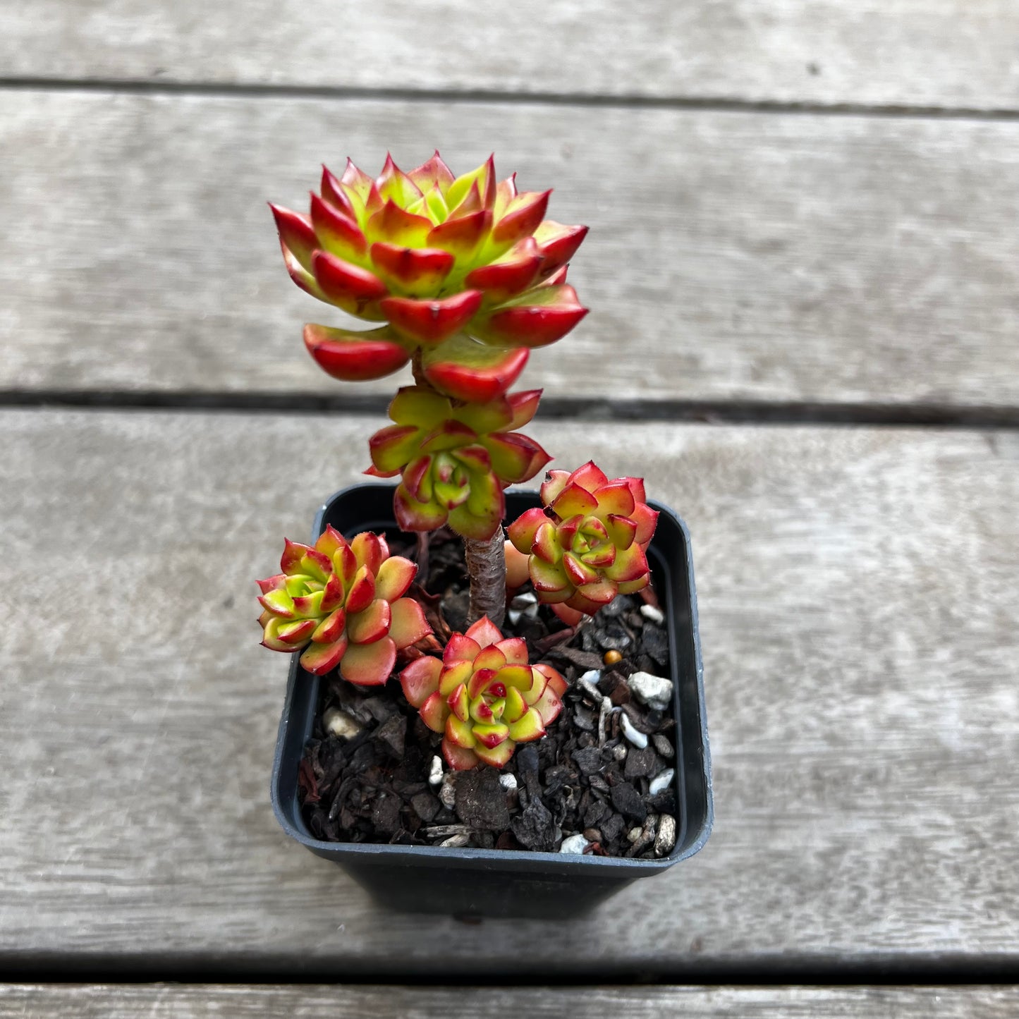 1702 Sedeveria Letizia