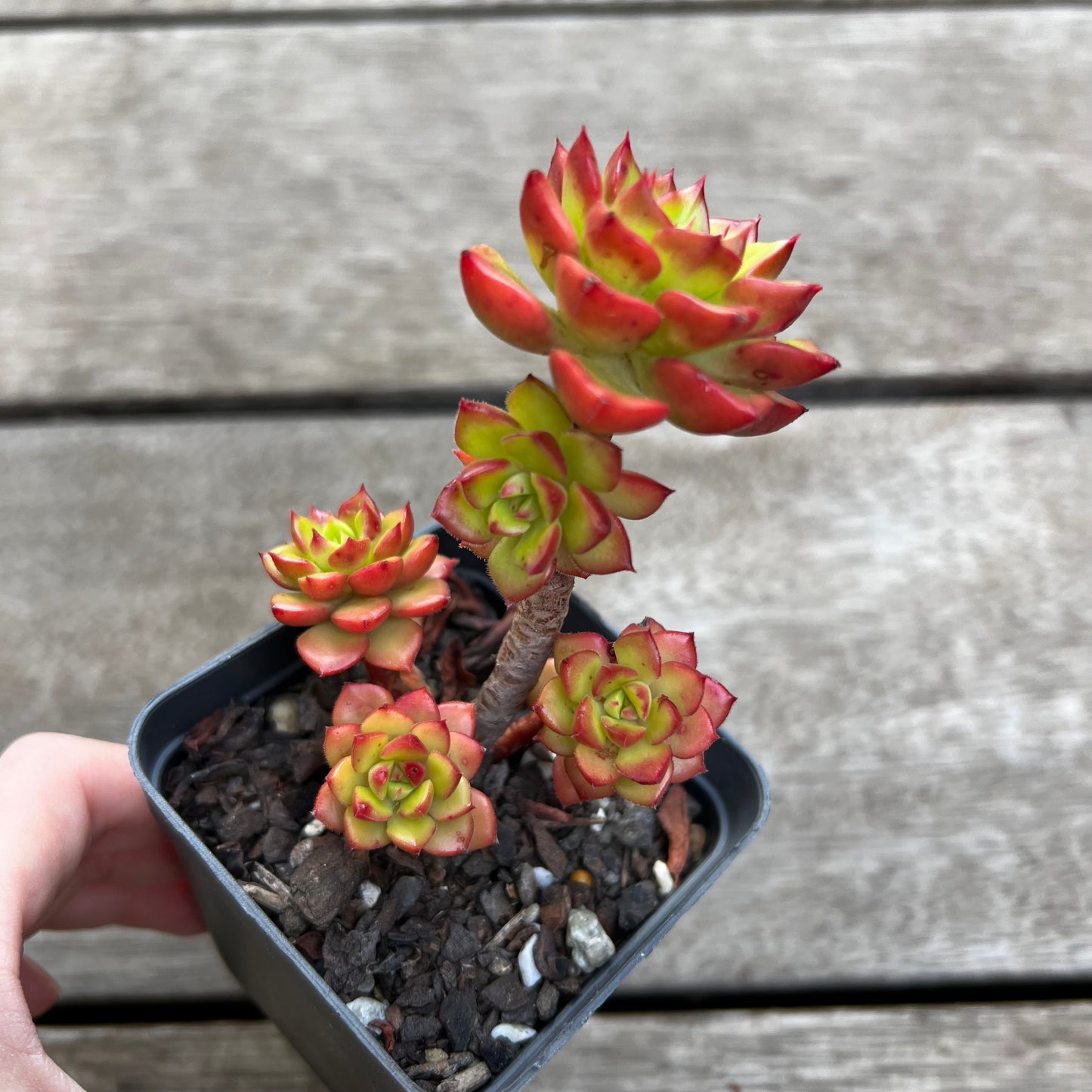 1702 Sedeveria Letizia