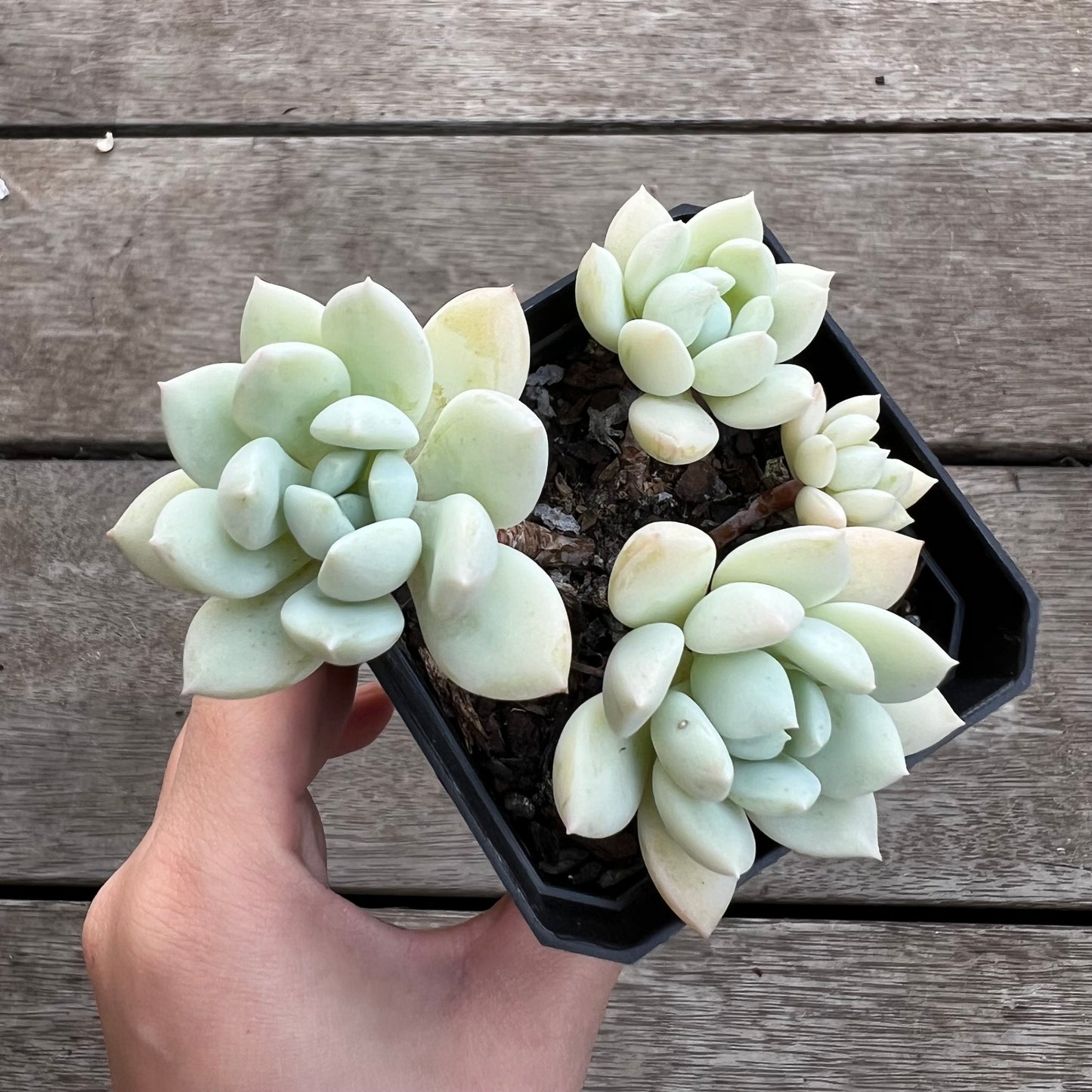 1702 Sedeveria Pudgy