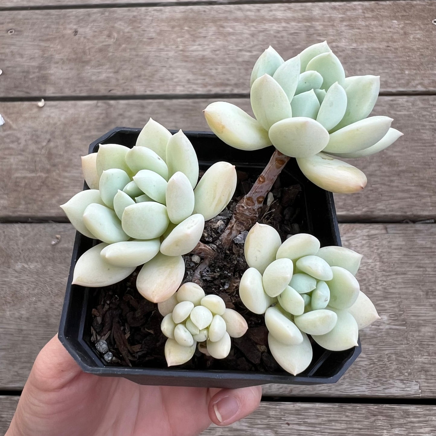 1702 Sedeveria Pudgy