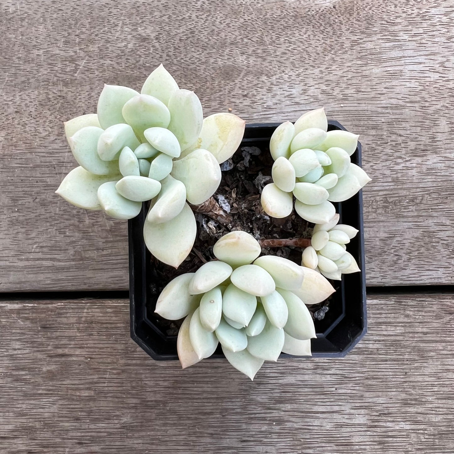 1702 Sedeveria Pudgy