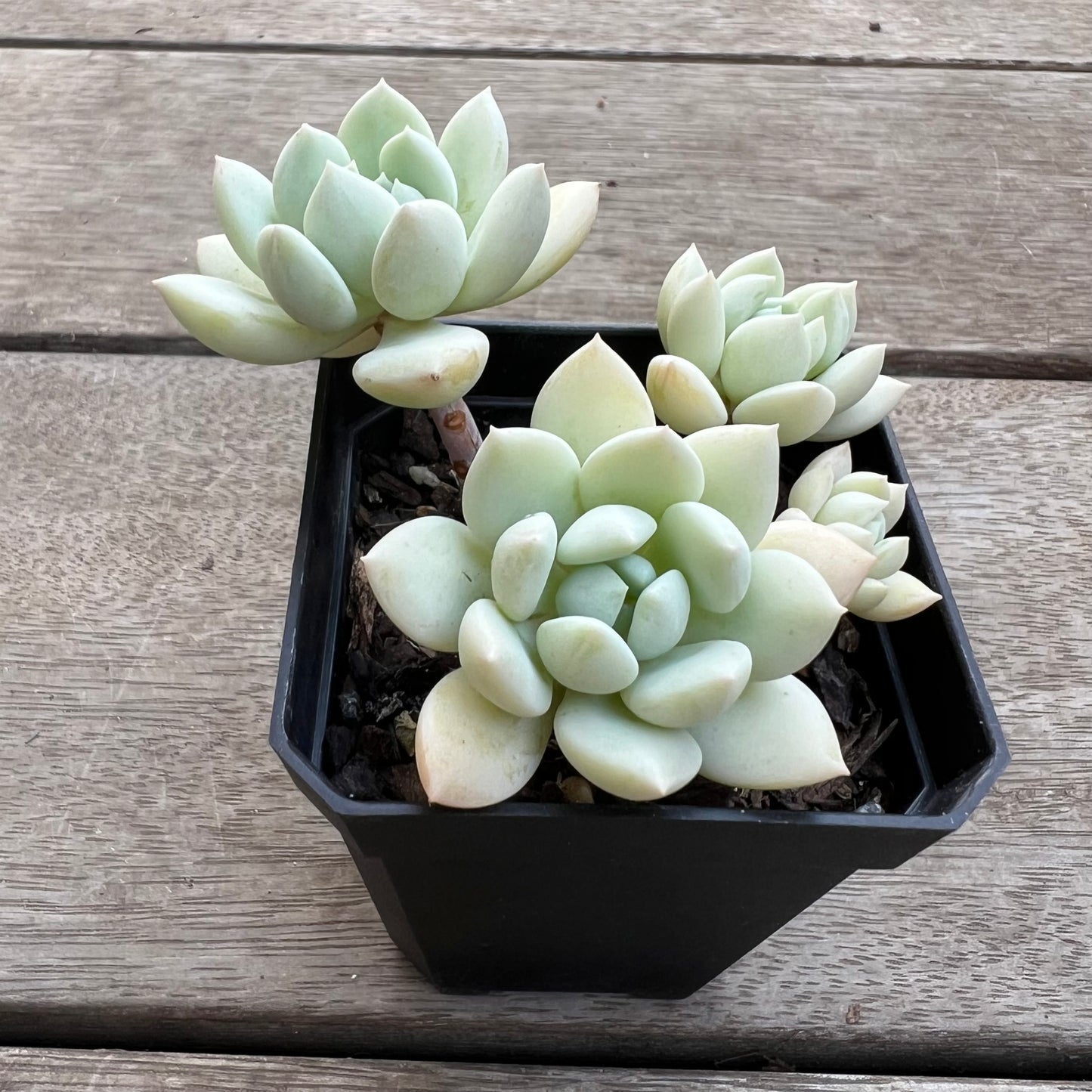 1702 Sedeveria Pudgy