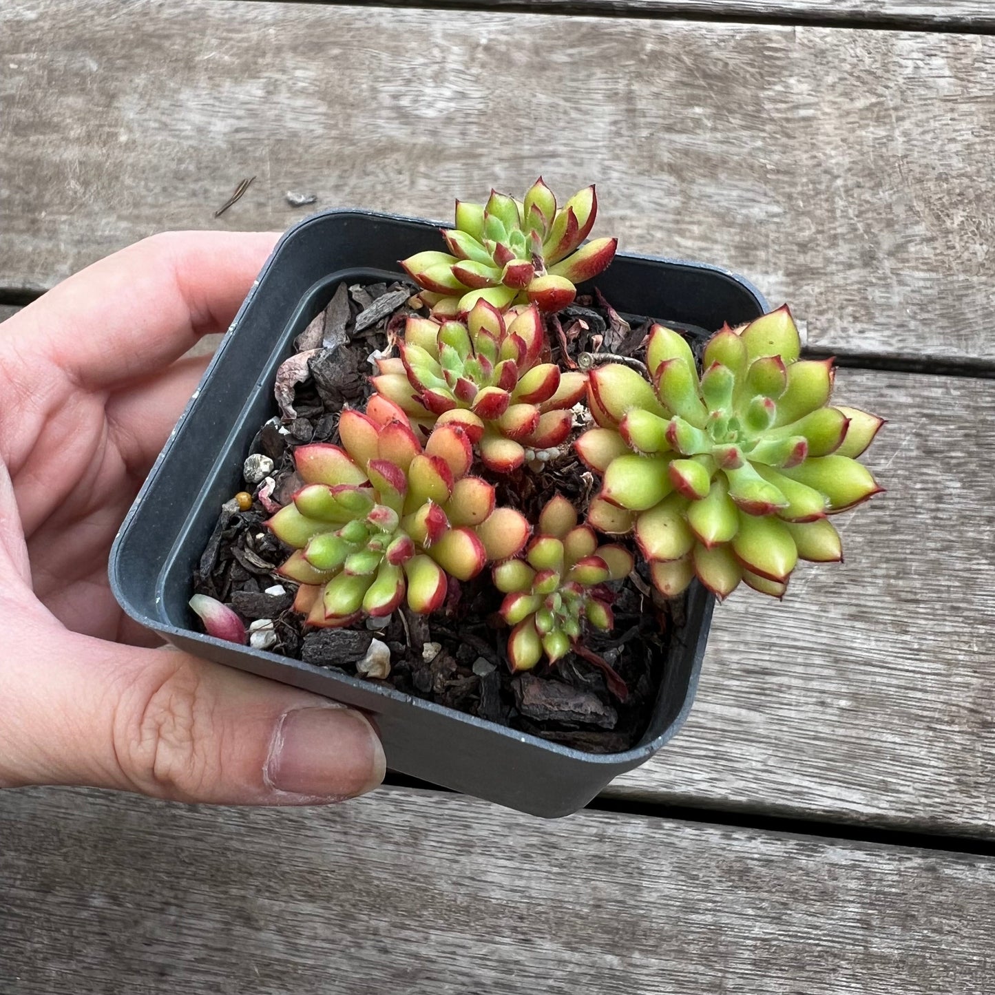 1702 Sedeveria Spruce Oliver