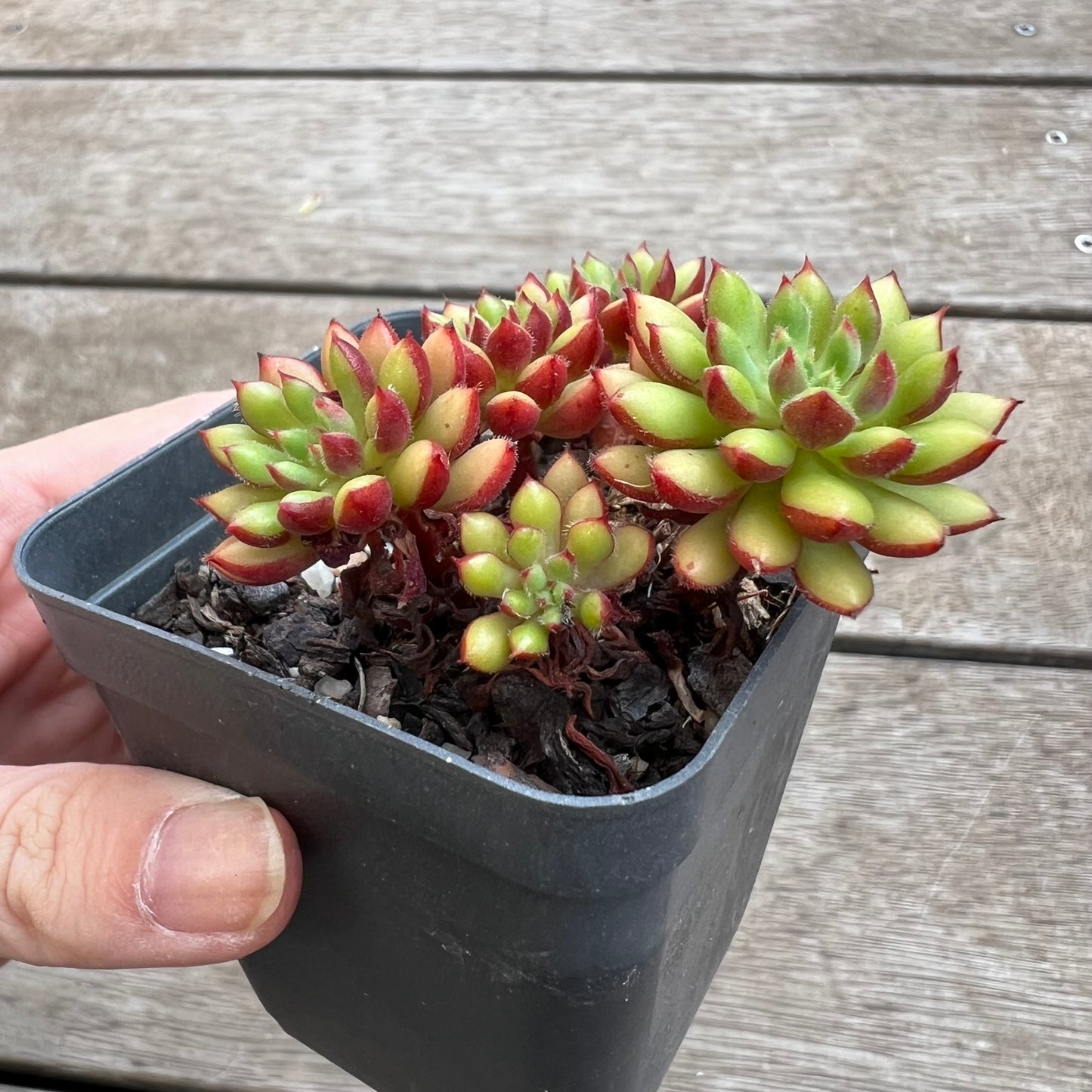 1702 Sedeveria Spruce Oliver