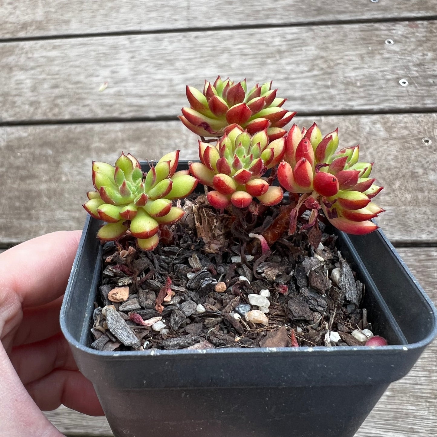 1702 Sedeveria Spruce Oliver