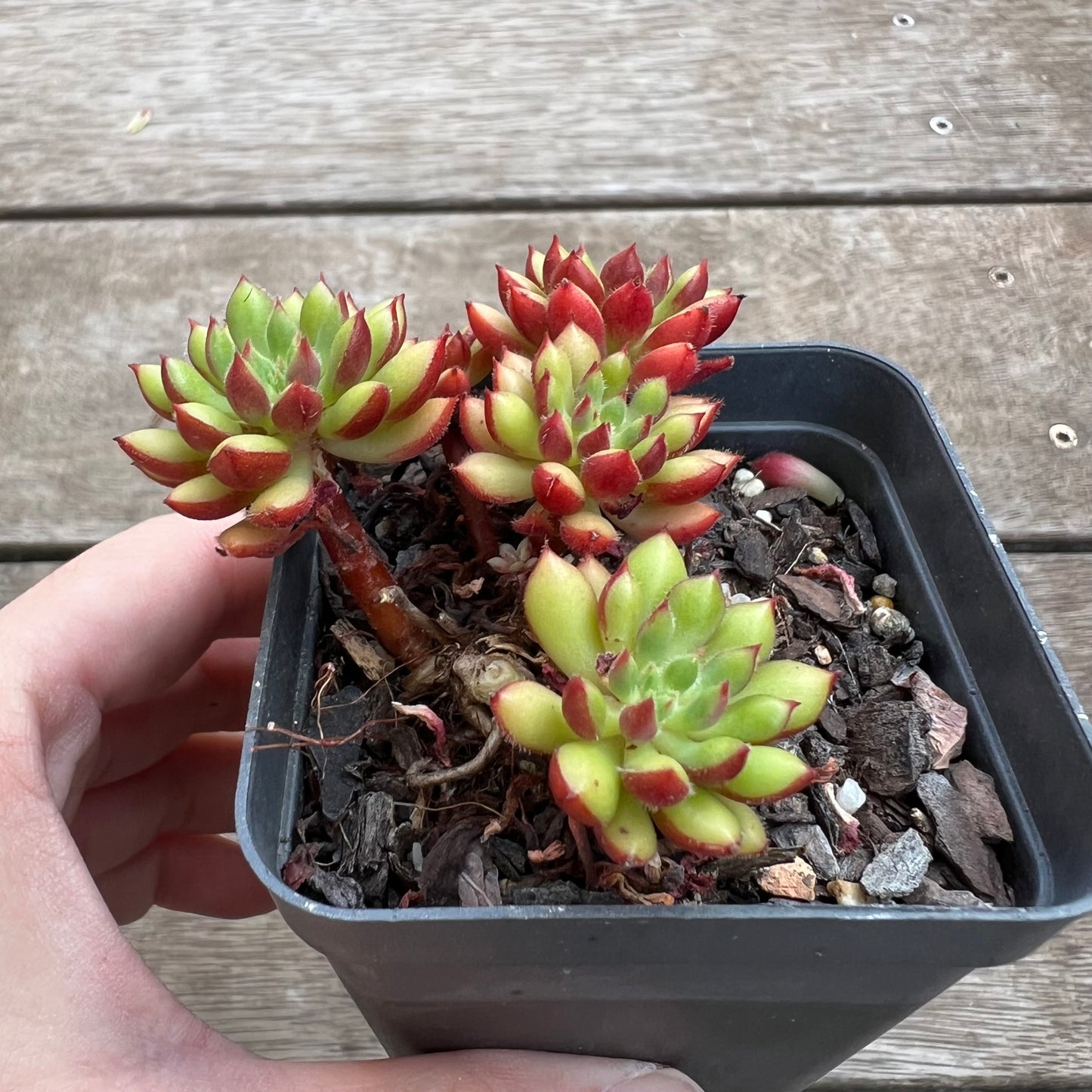 1702 Sedeveria Spruce Oliver