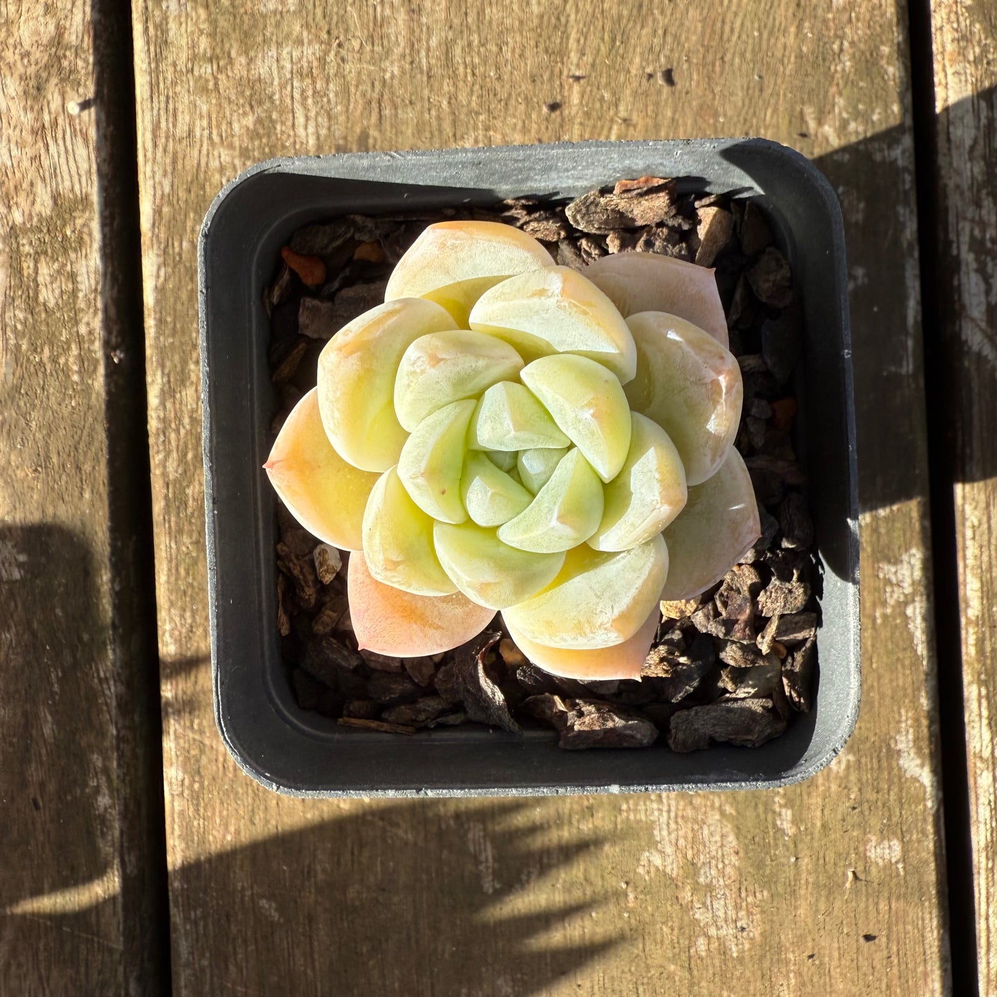 1706 Echeveria Ice Green