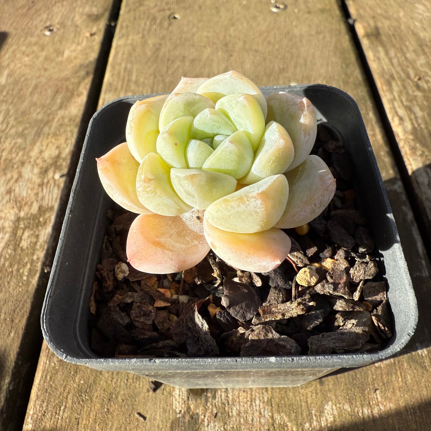 1706 Echeveria Ice Green
