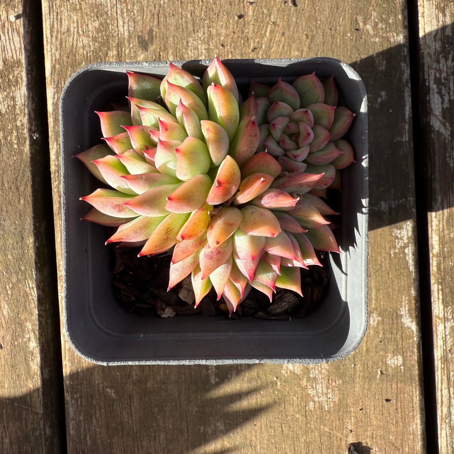 1706 Echeveria Mebina