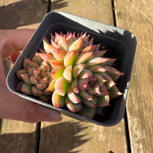 1706 Echeveria Mebina
