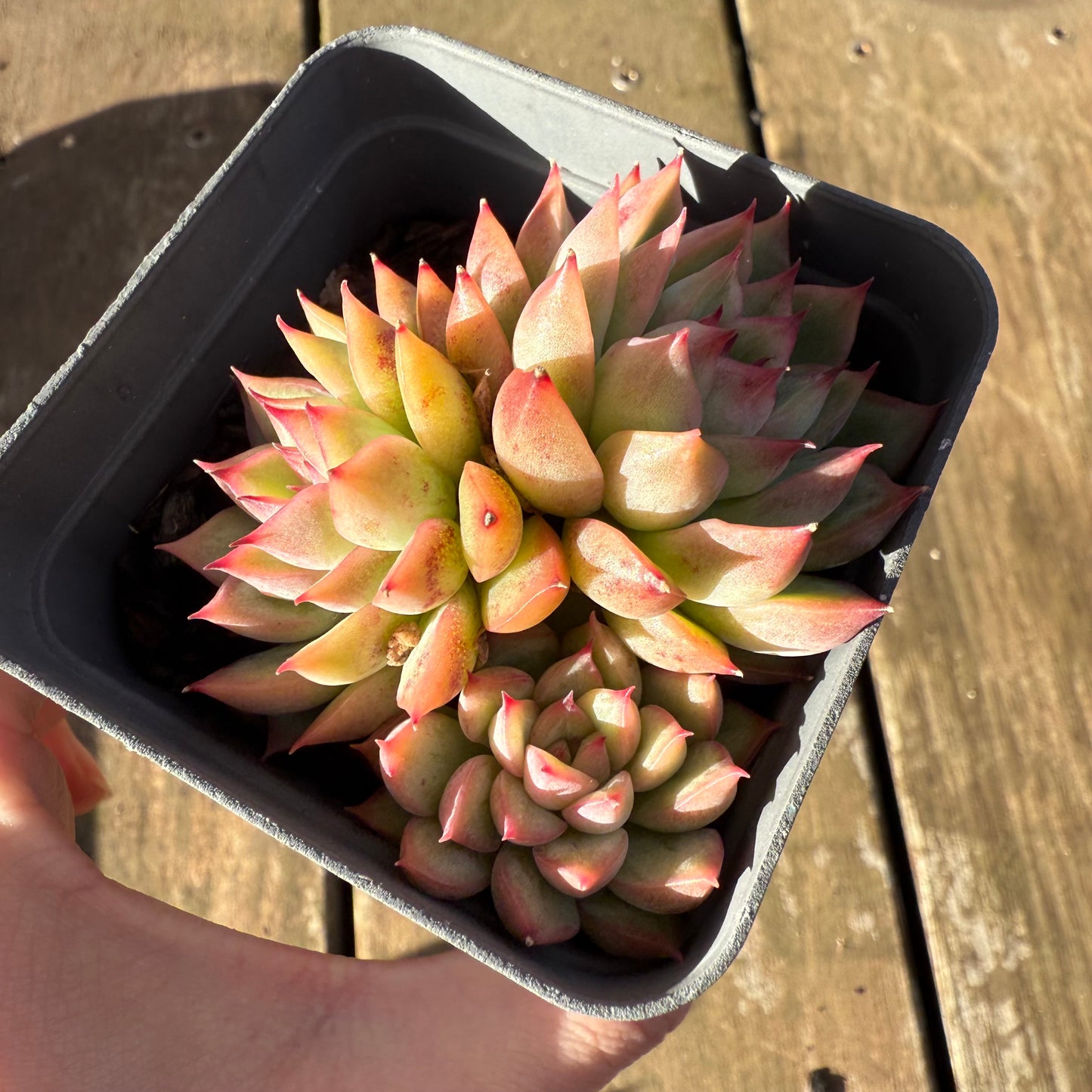 1706 Echeveria Mebina
