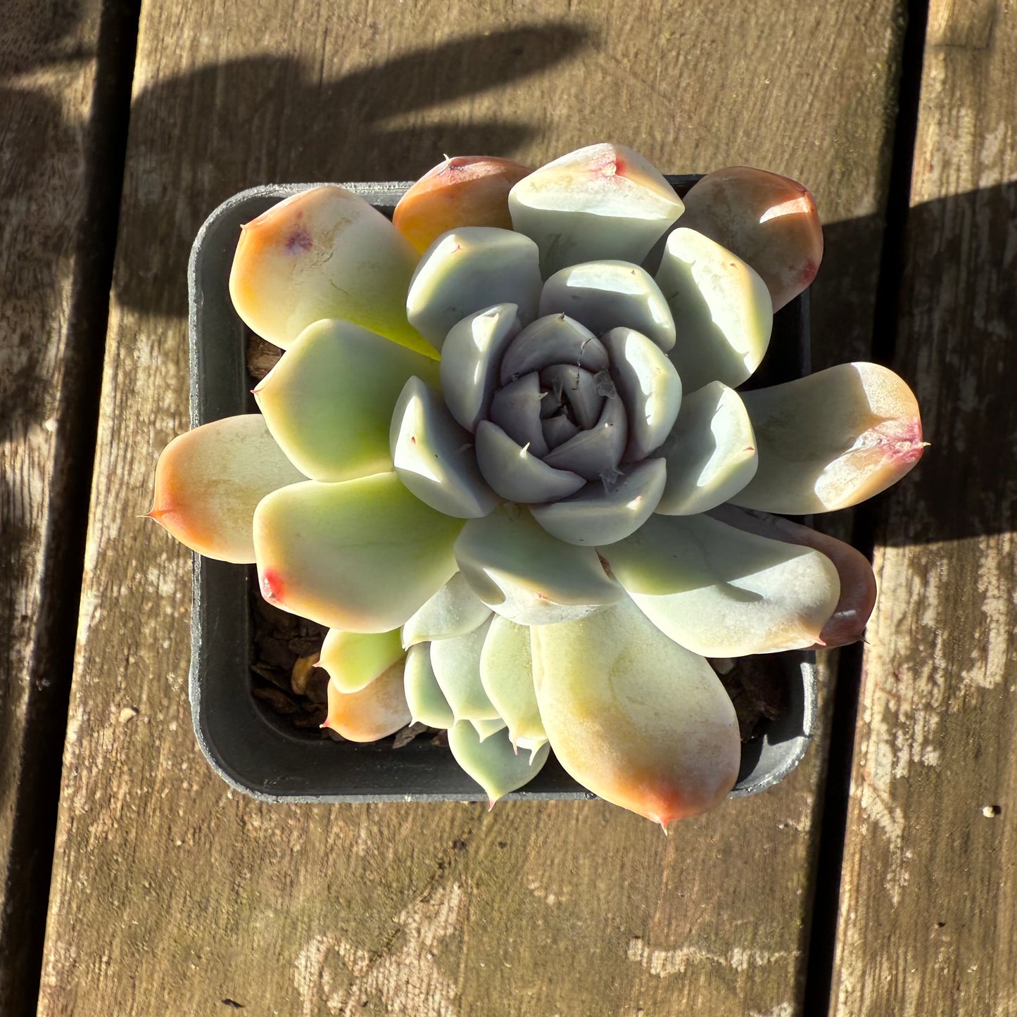 1706 Echeveria Snow Bunny